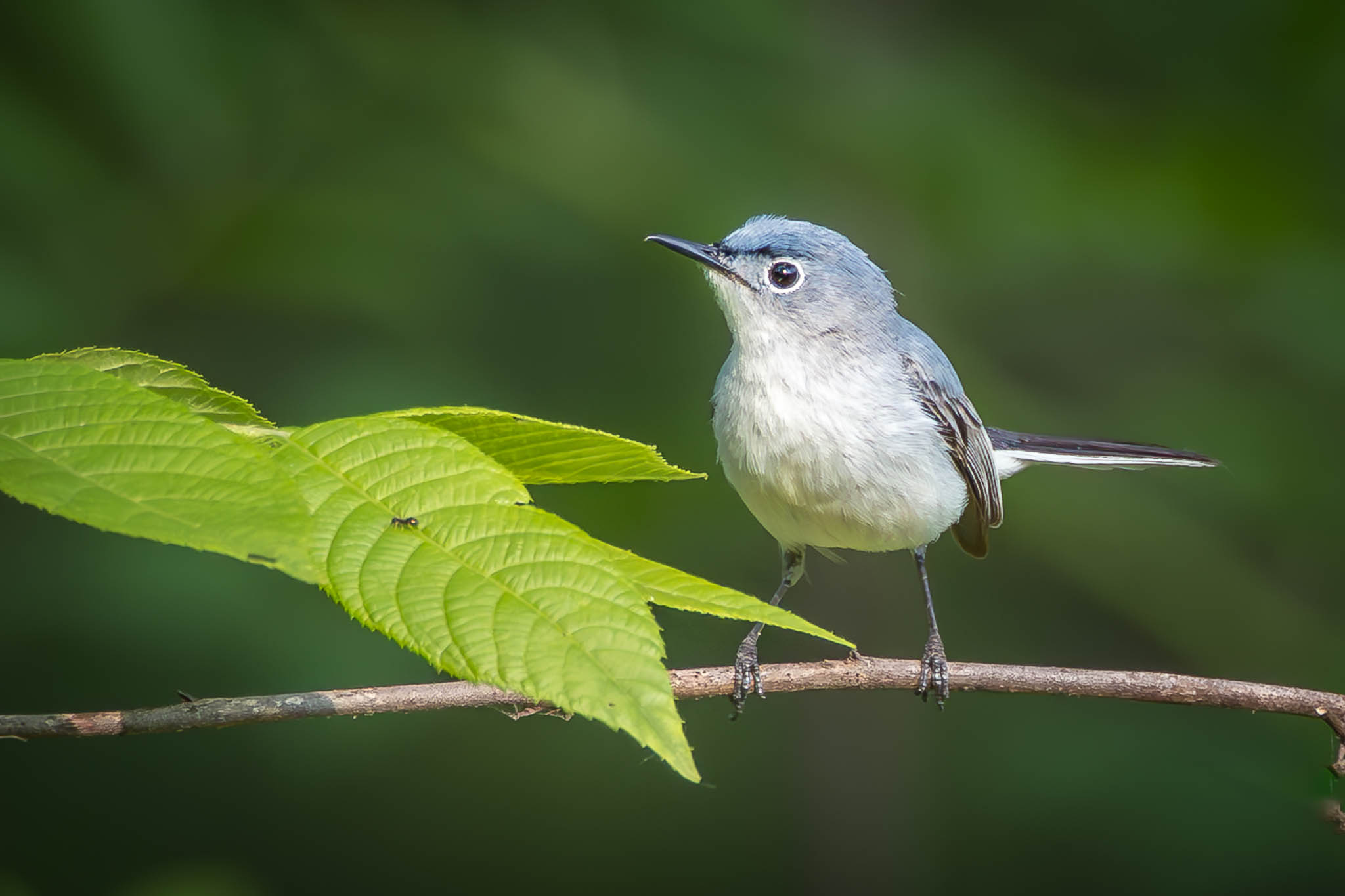 Blue-gray Gnatcatcher