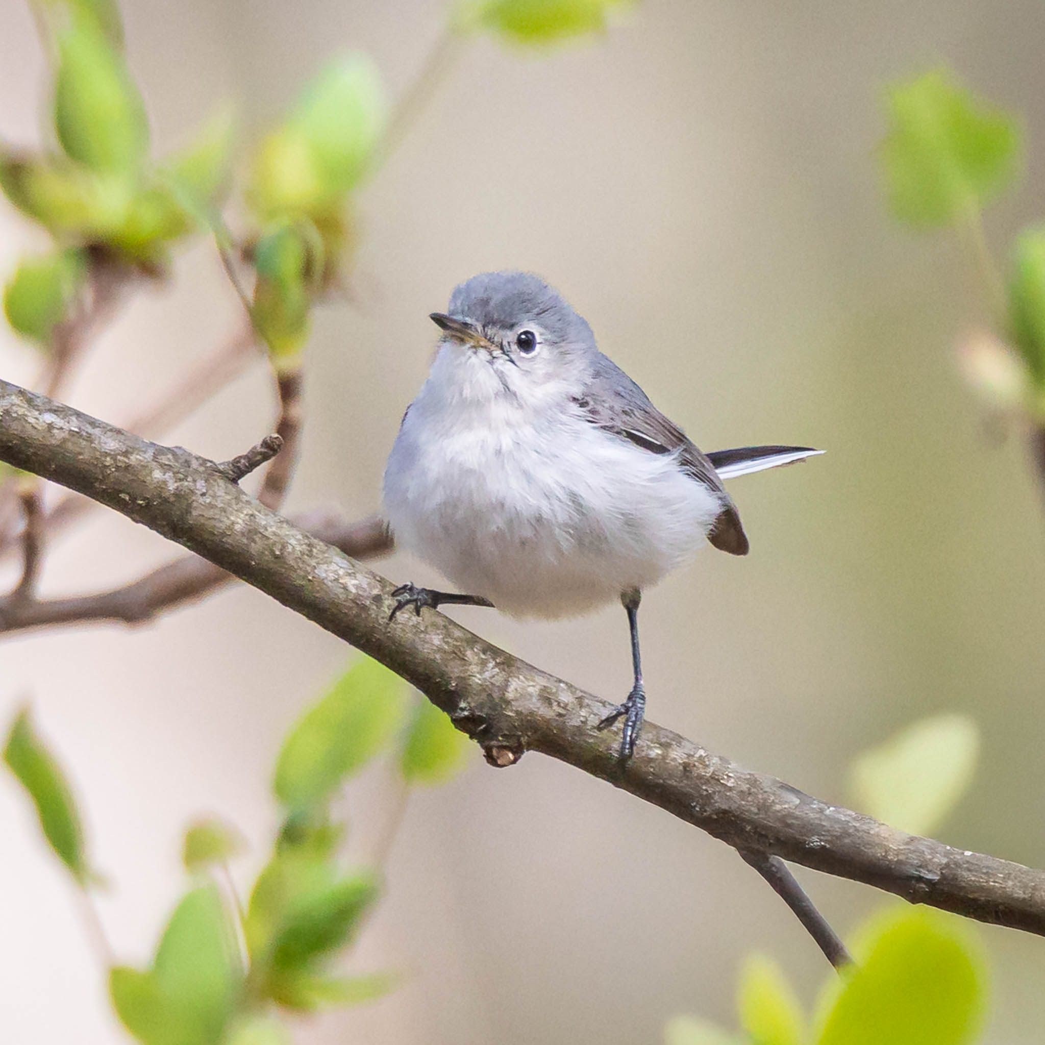 Blue-gray Gnatcatcher