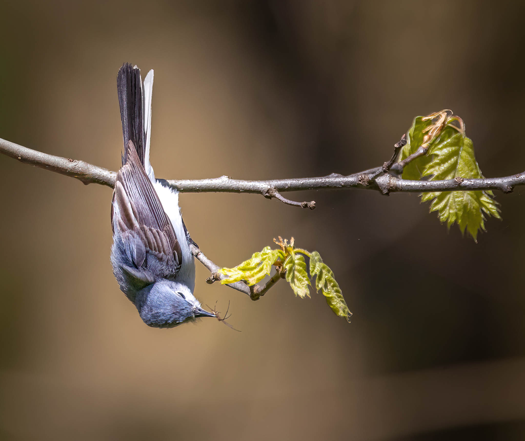 Blue-gray Gnatcatcher