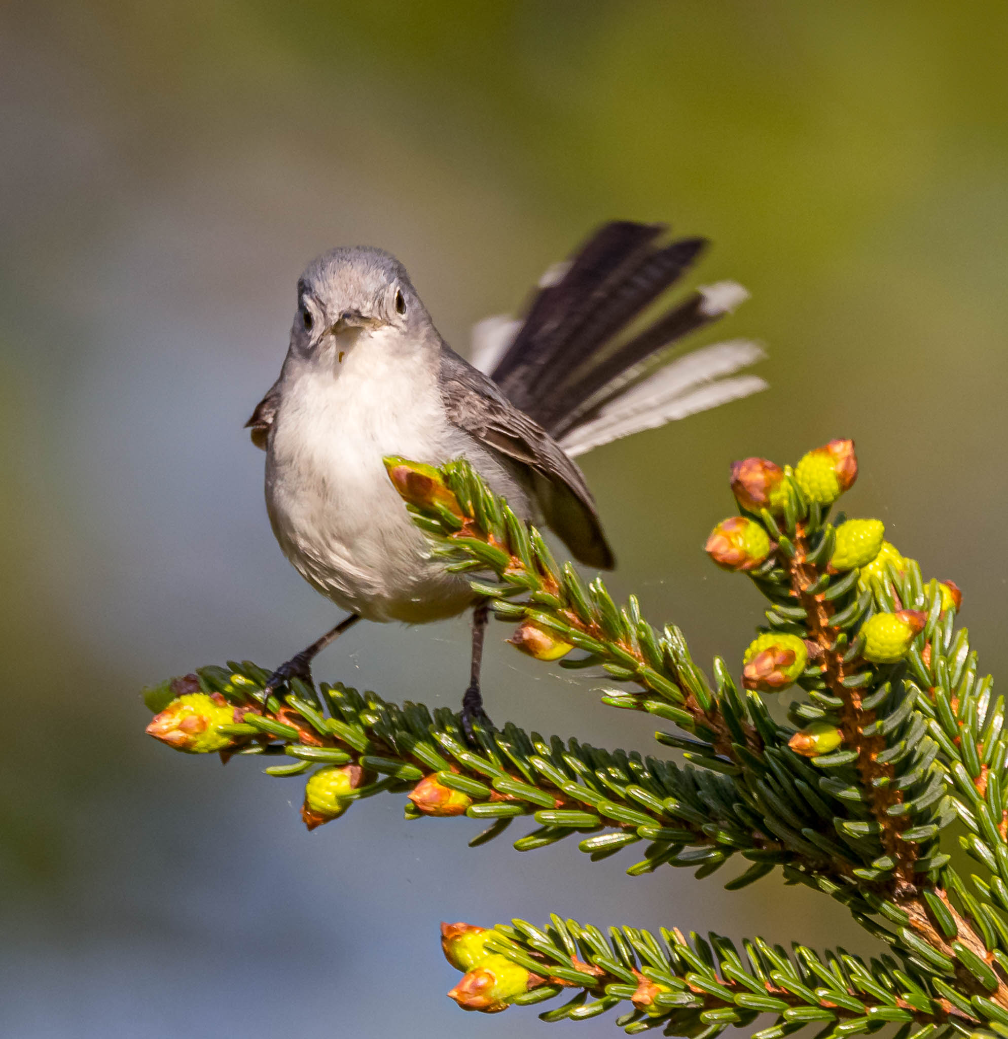 Blue-gray Gnatcatcher