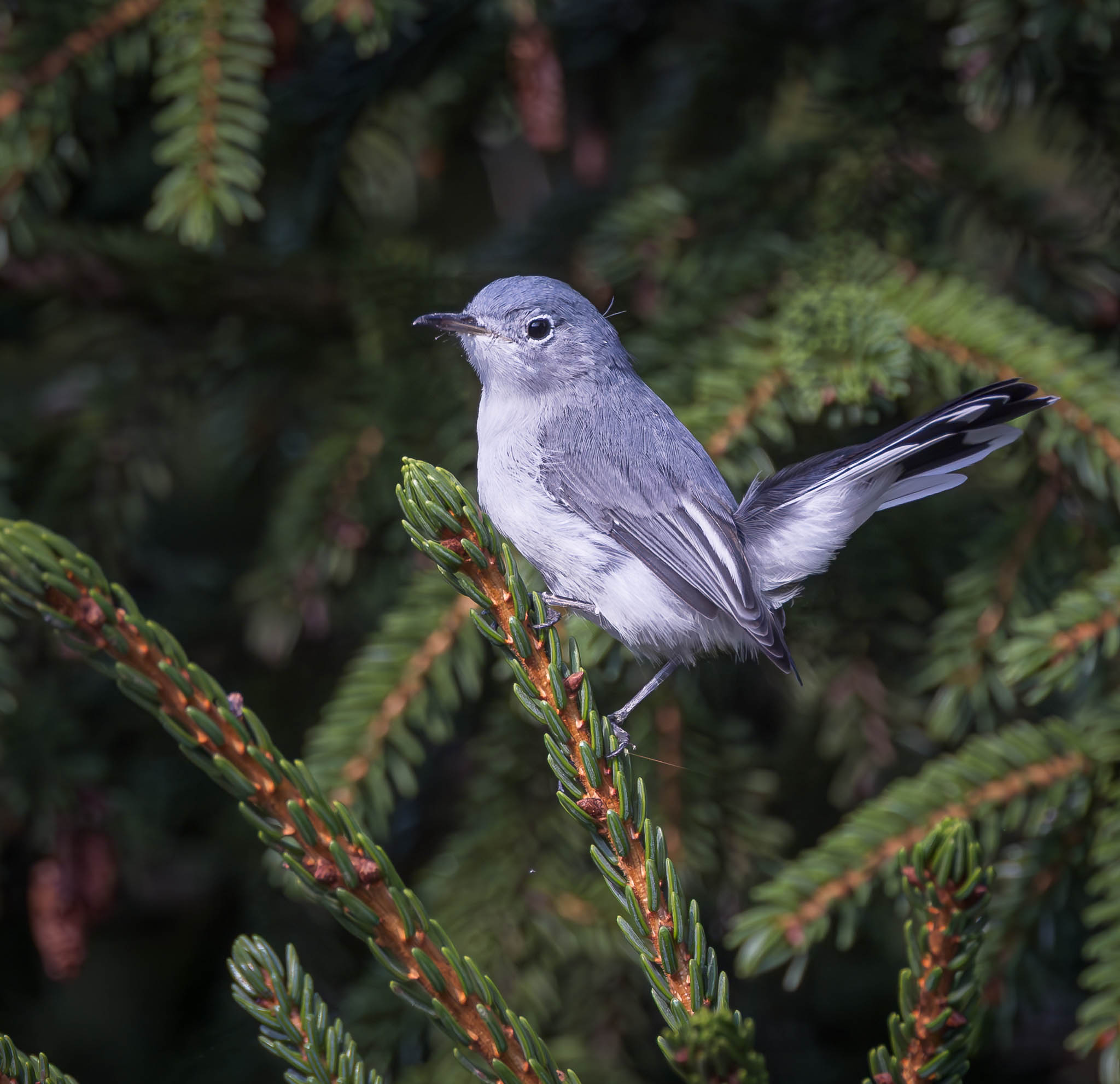 Blue-gray Gnatcatcher