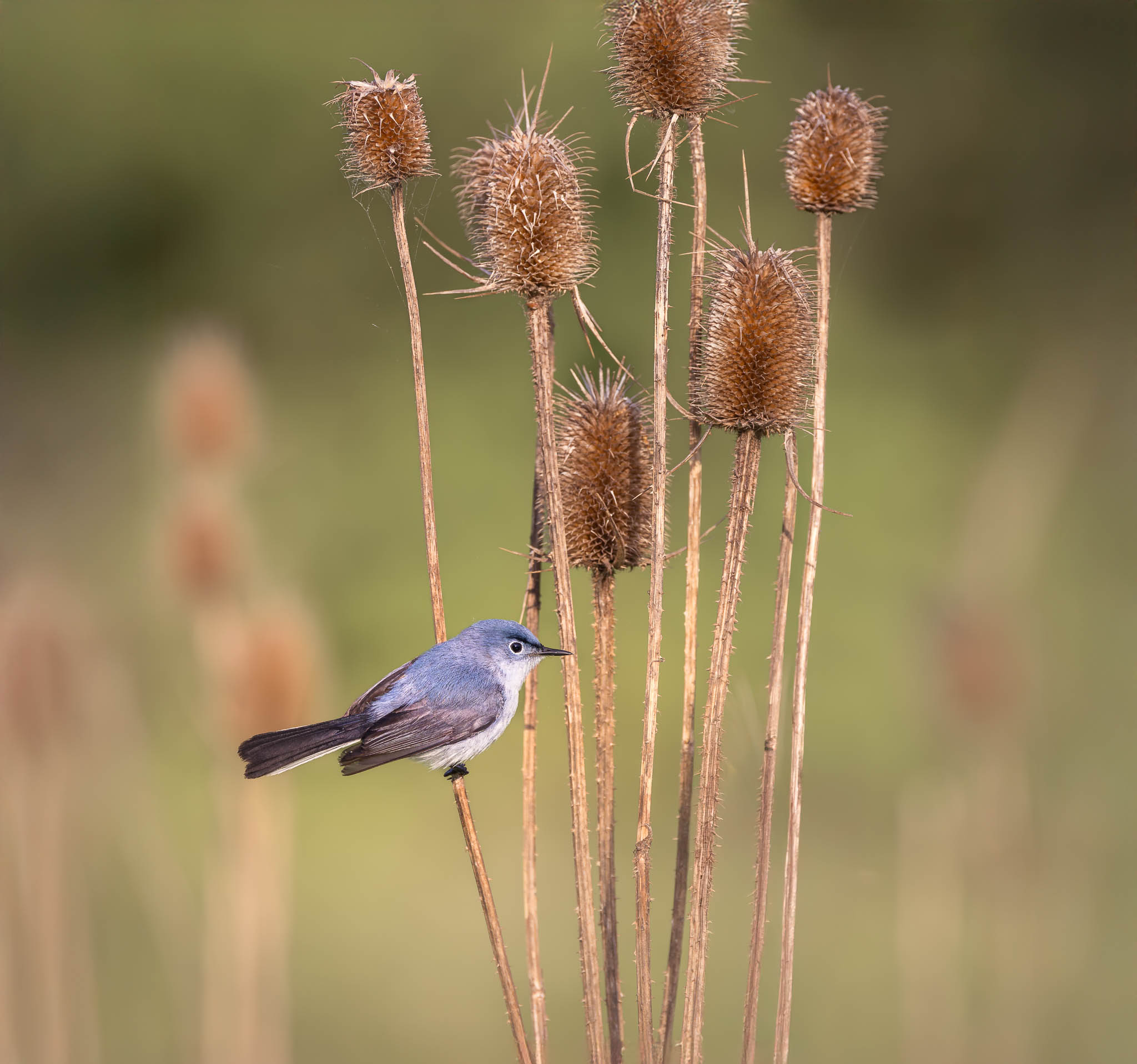 Blue-gray Gnatcatcher