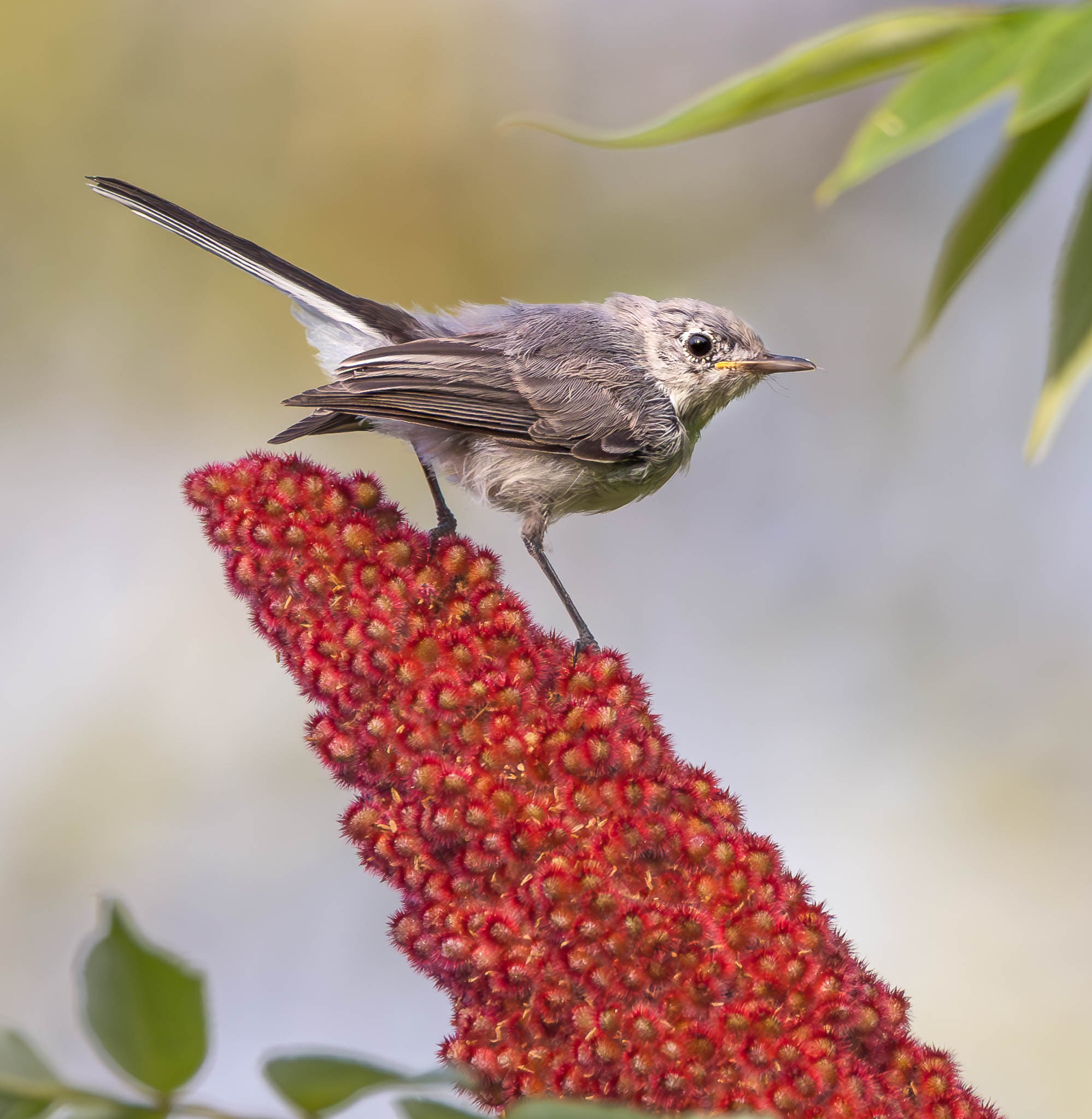 Blue-gray Gnatcatcher