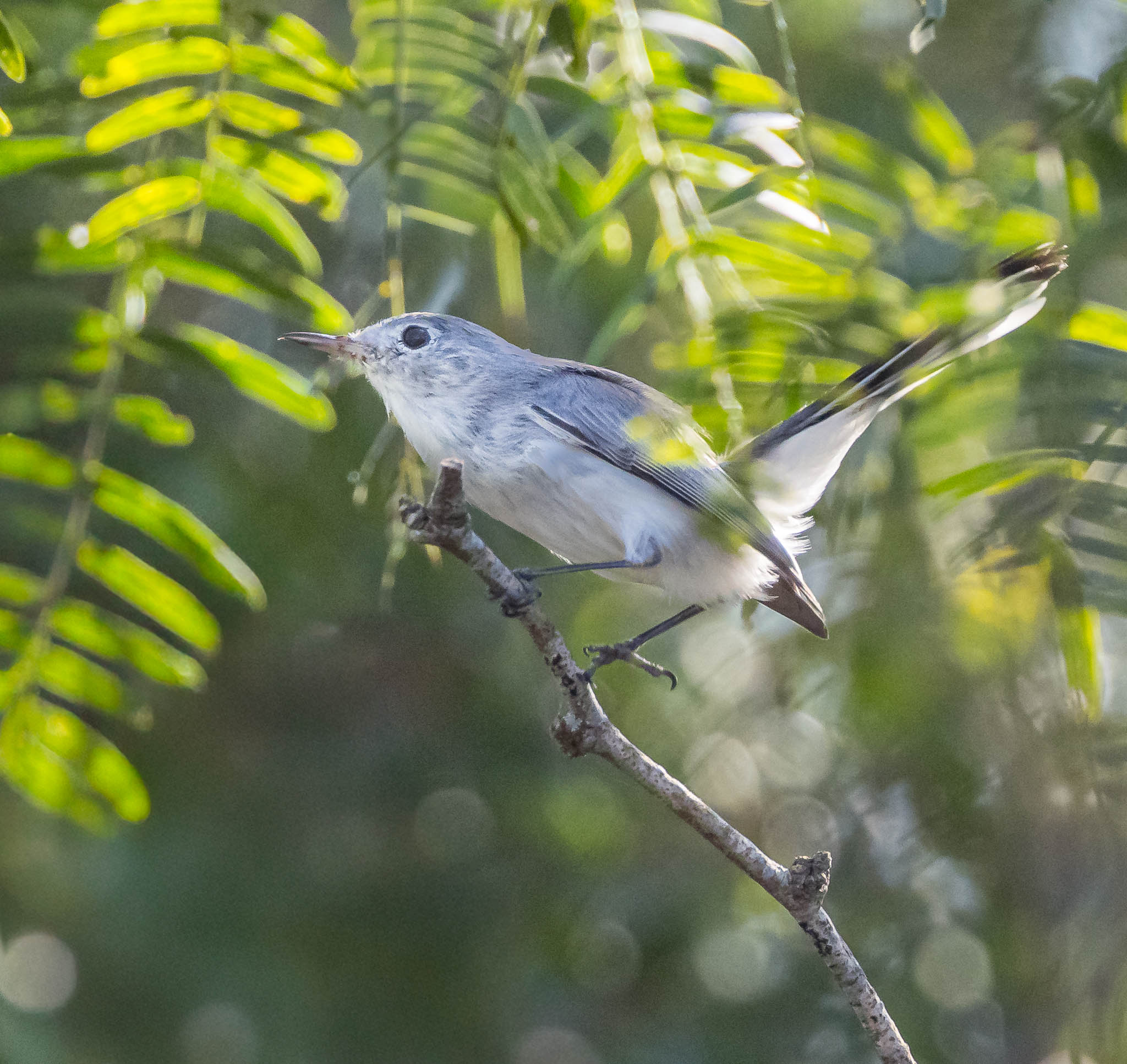 Blue-gray Gnatcatcher