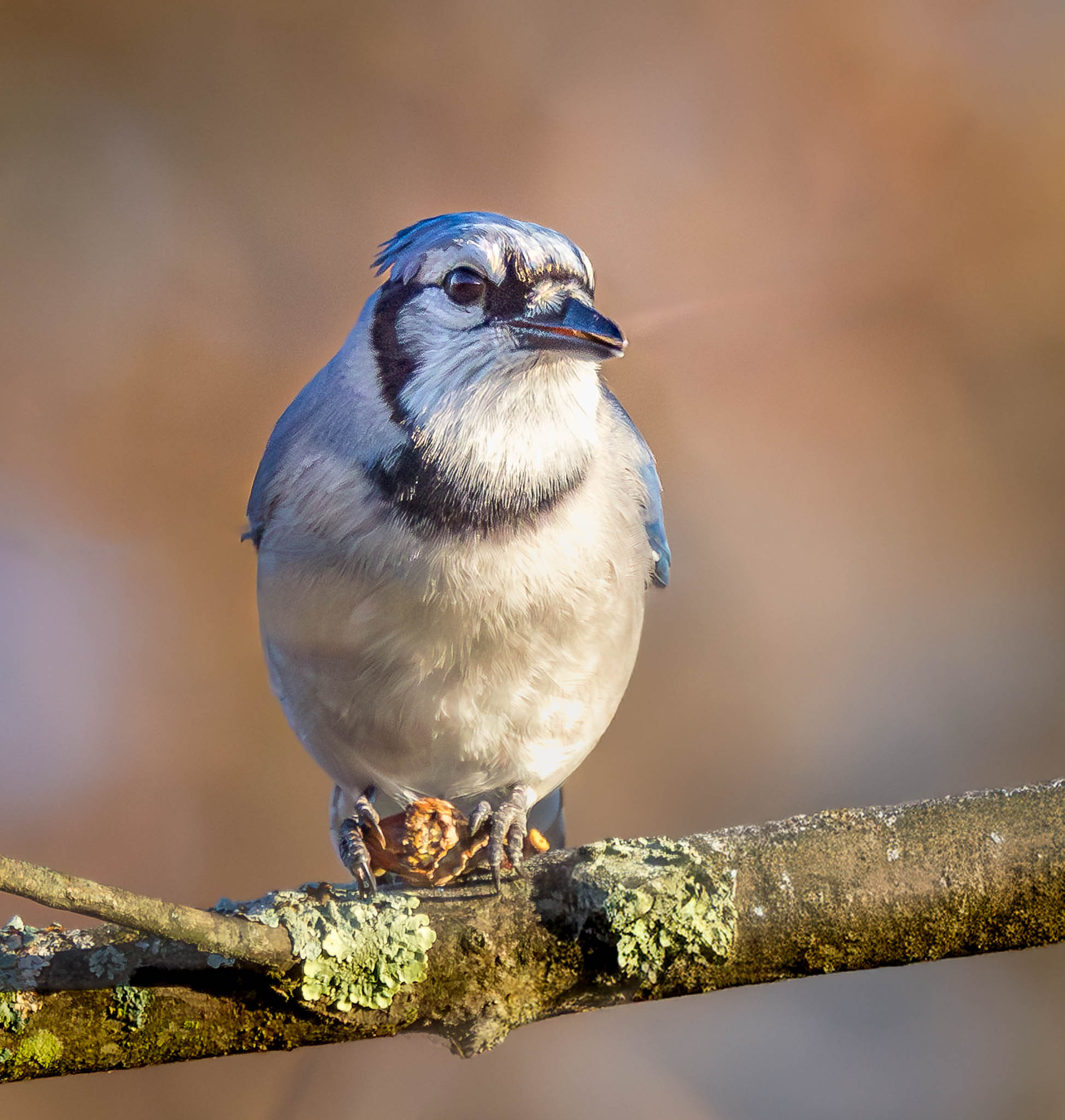 Blue Jay