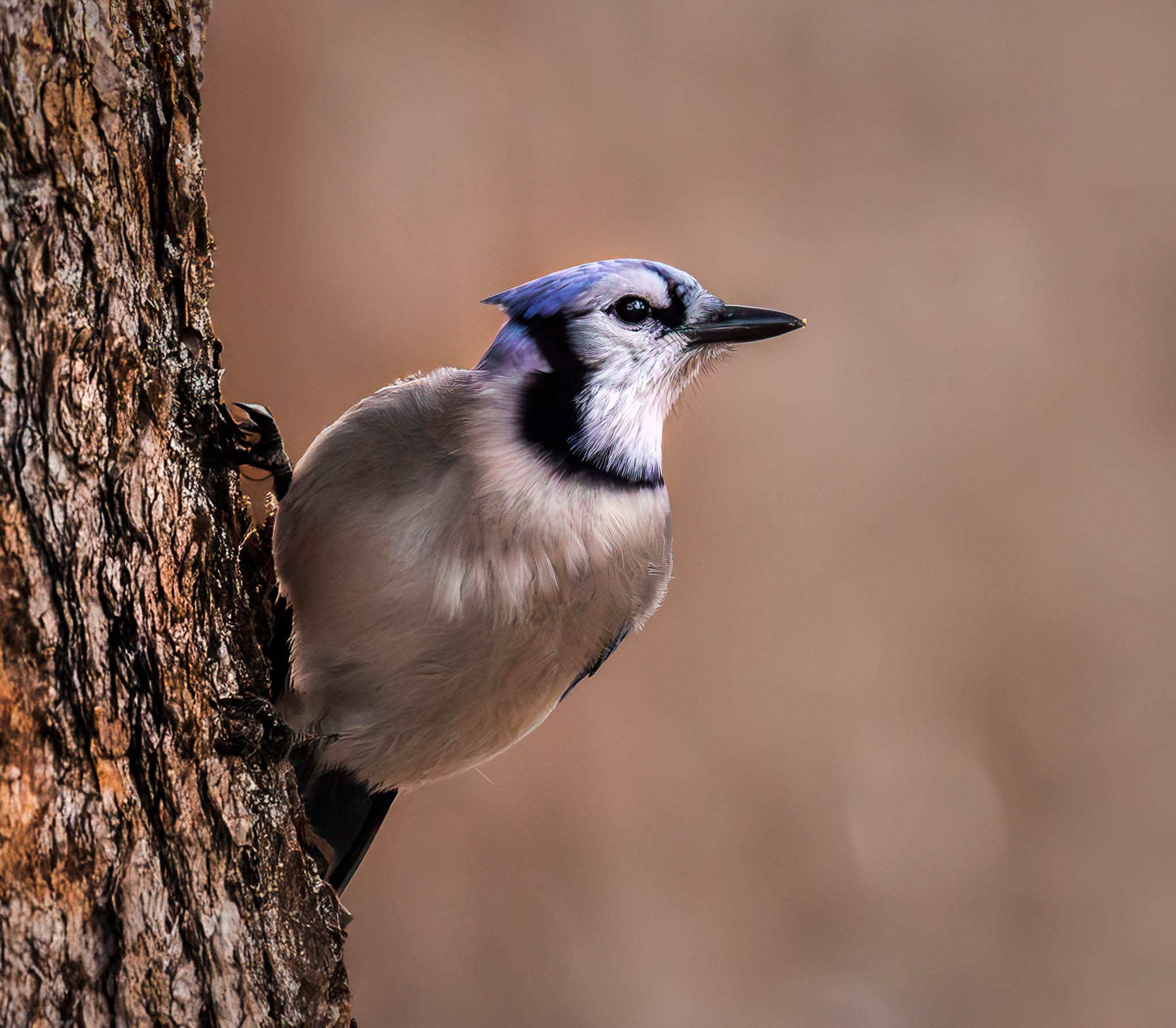 Blue Jay