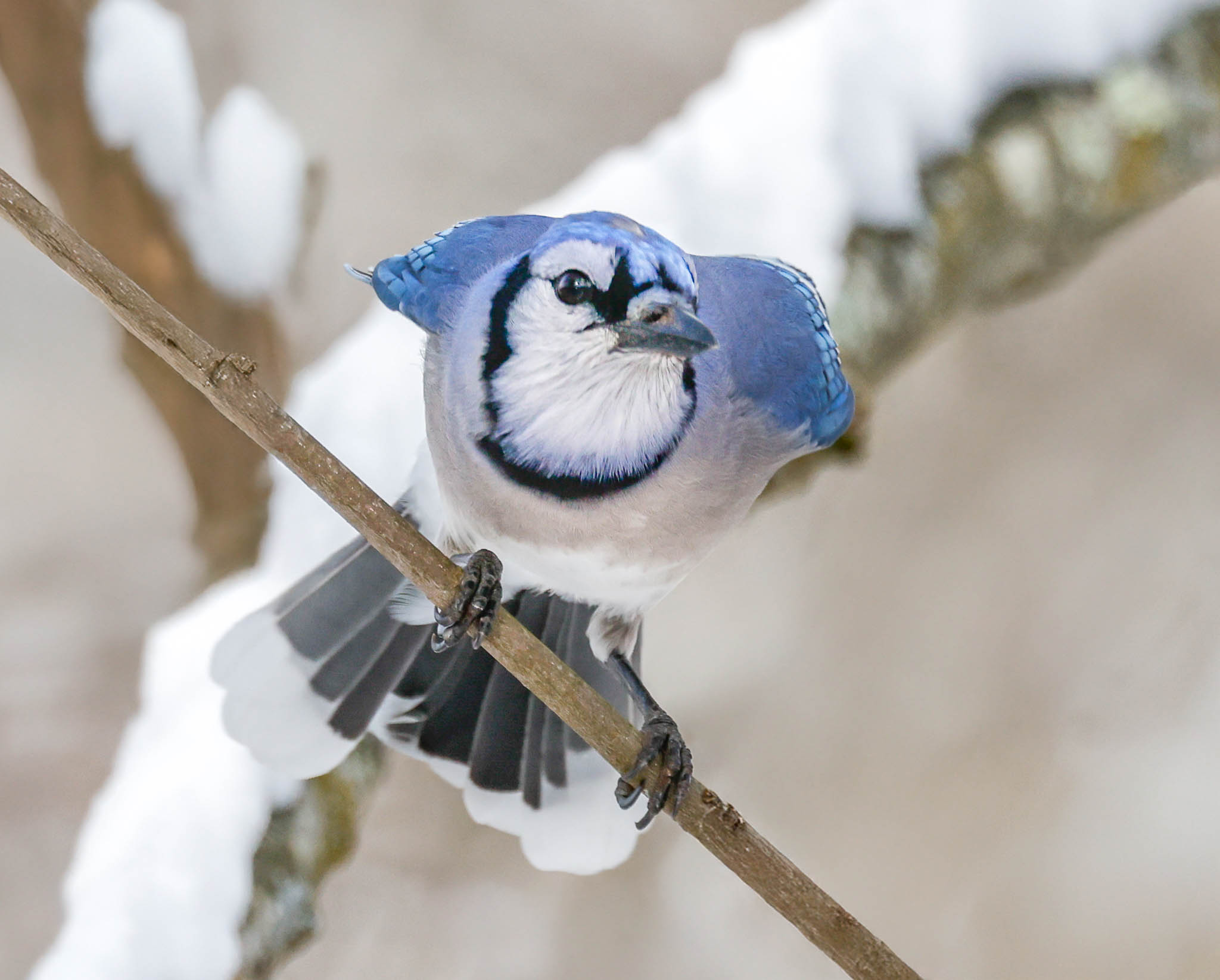 Blue Jay