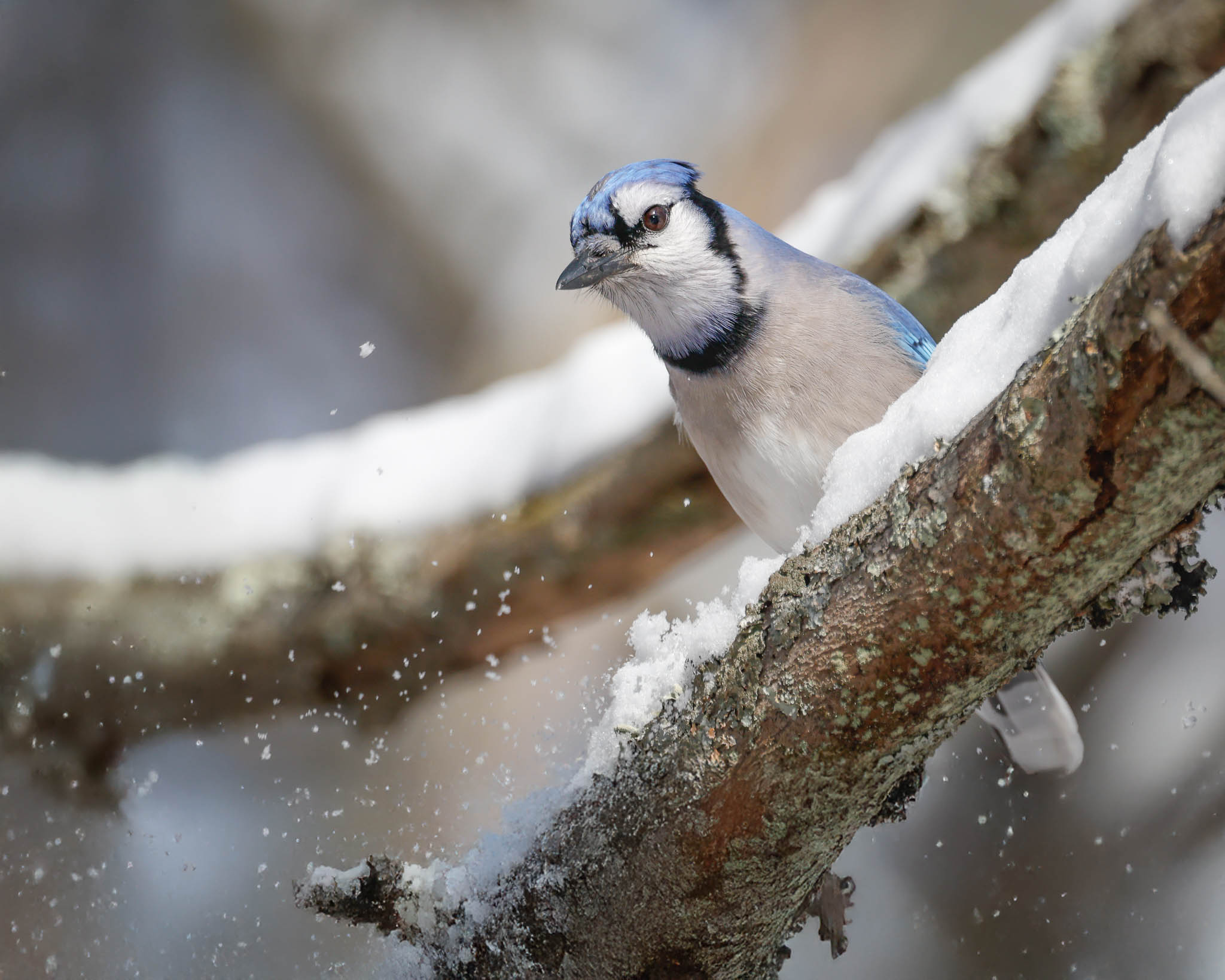 Blue Jay