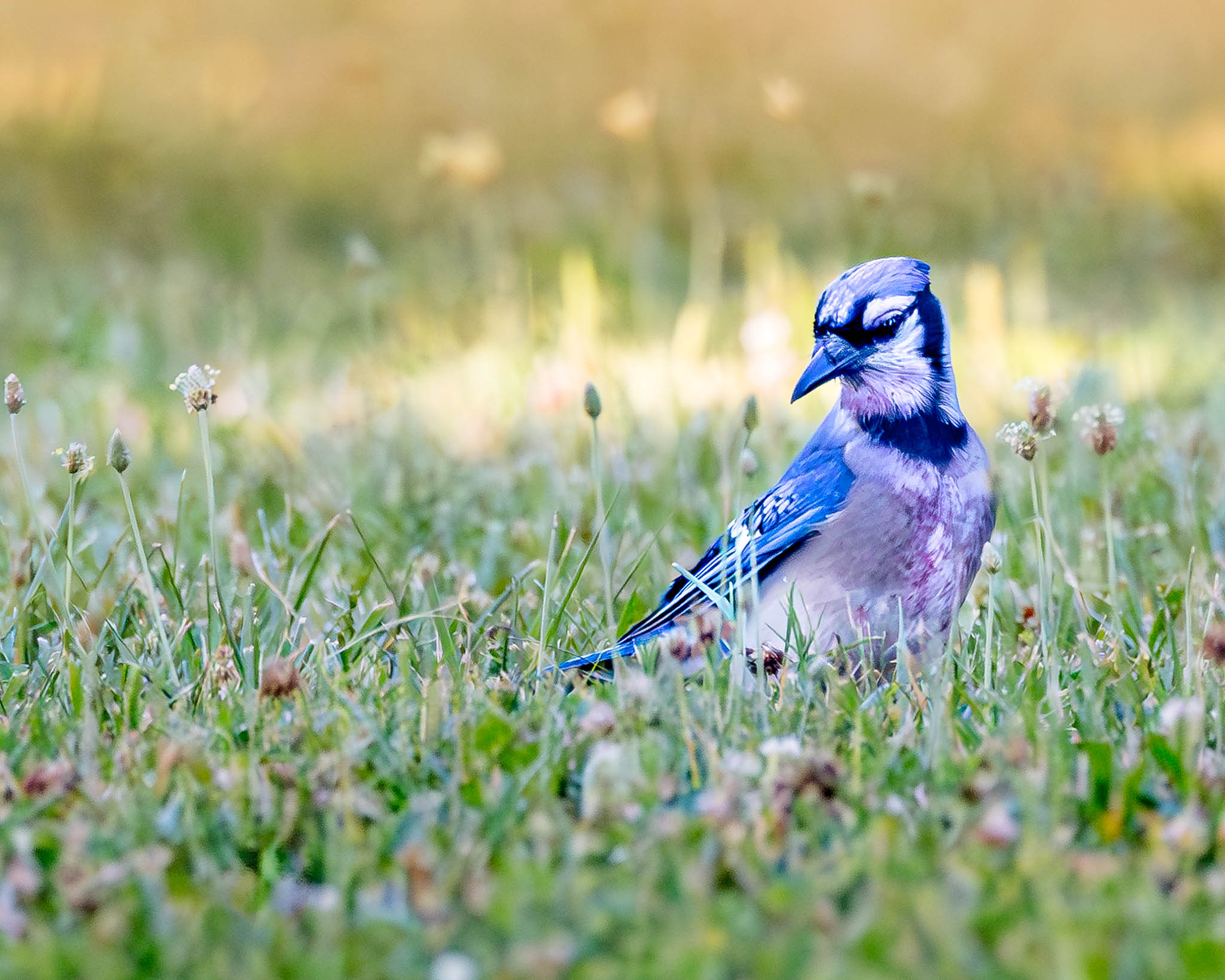 Blue Jay