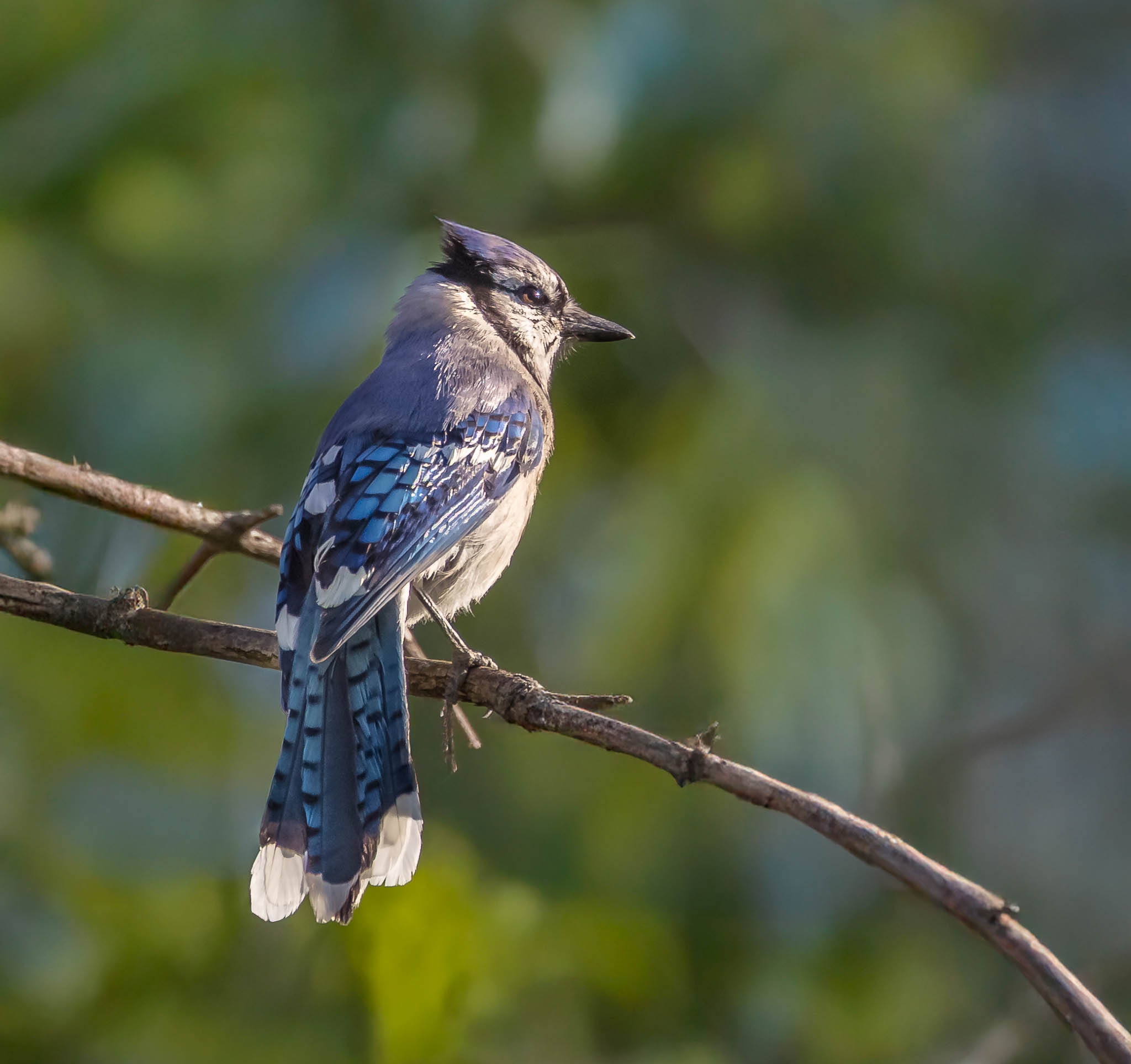 Blue Jay