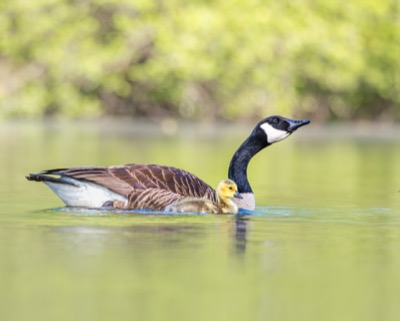 Canada Goose