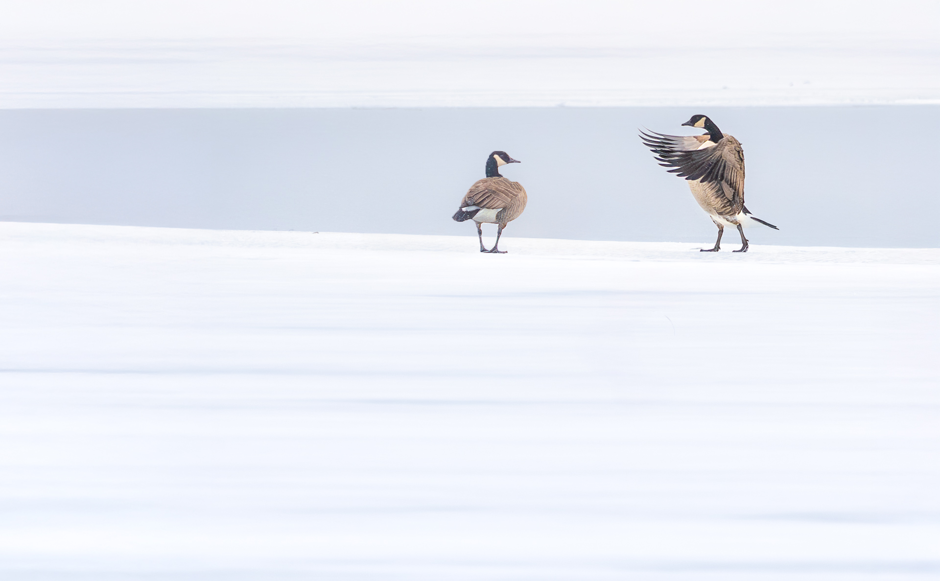Canada Goose