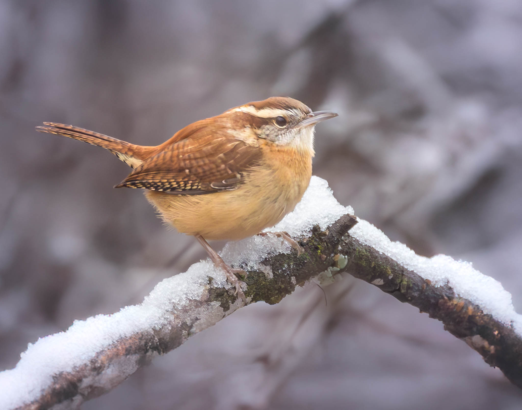 Carolina Wren