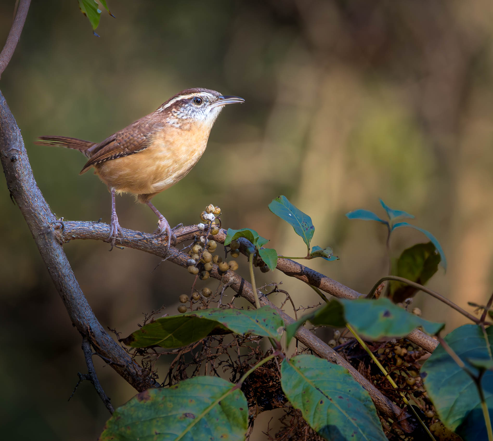 Carolina Wren