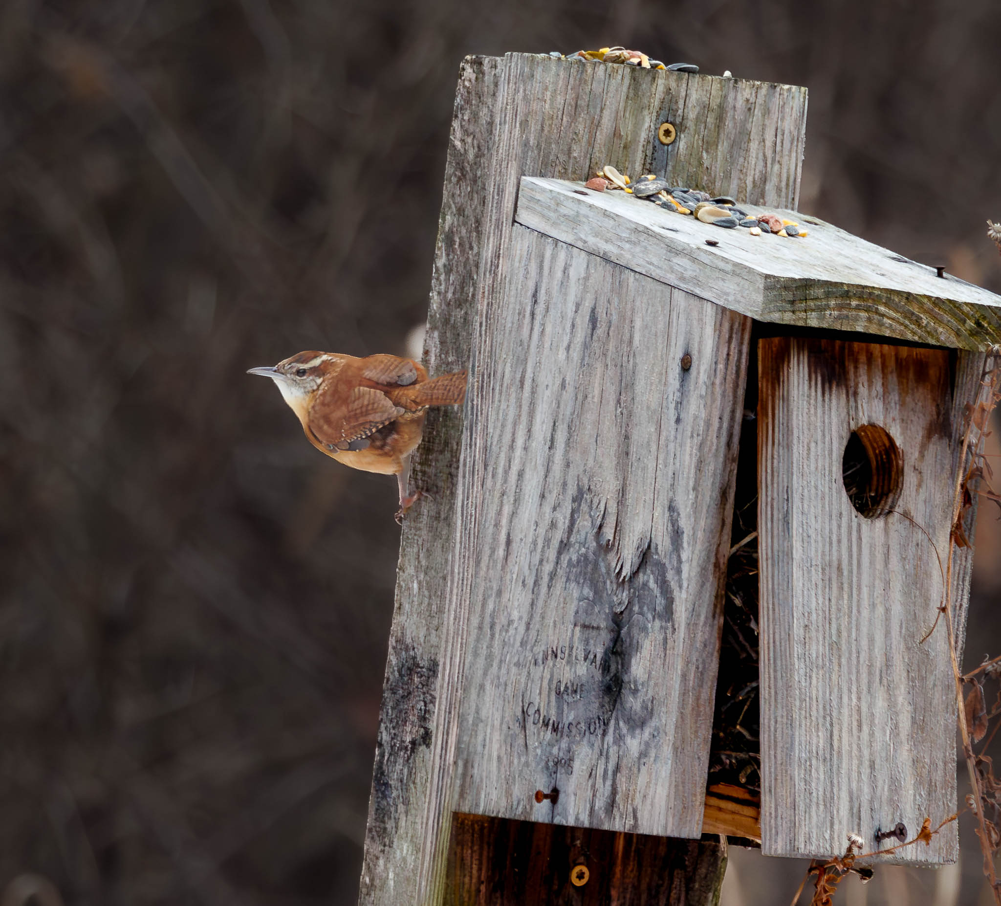 Carolina Wren