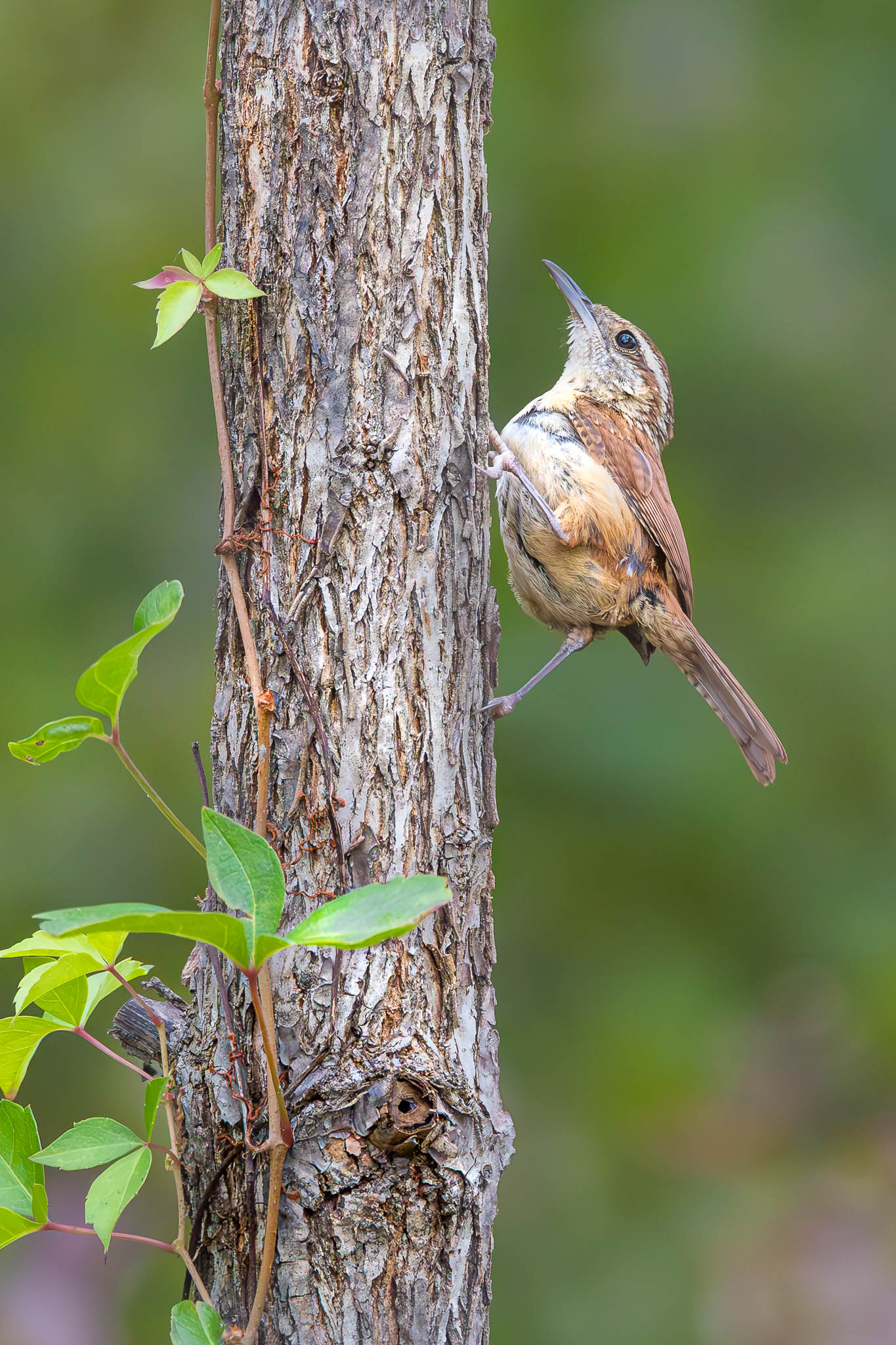 Carolina Wren
