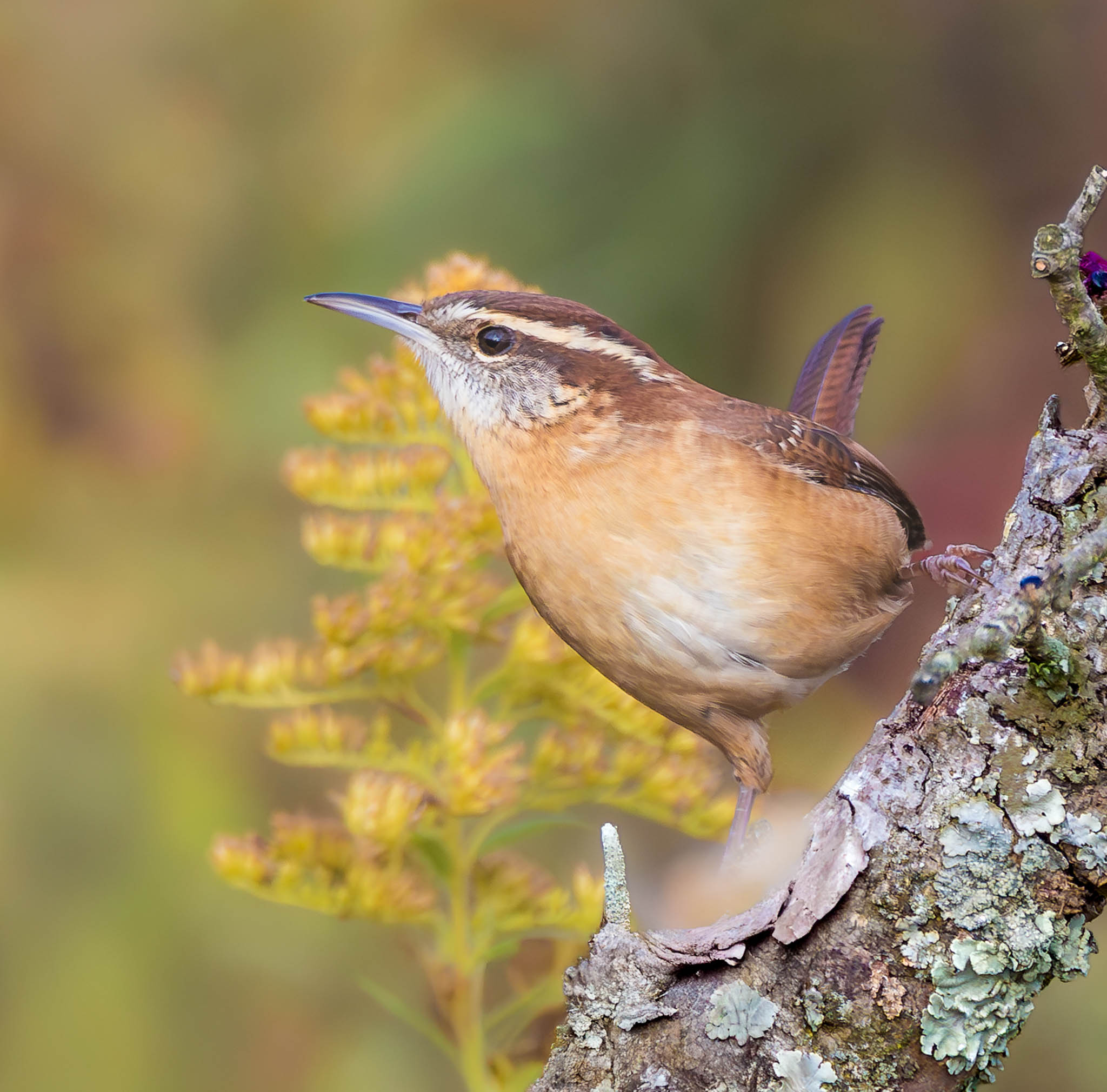 Carolina Wren