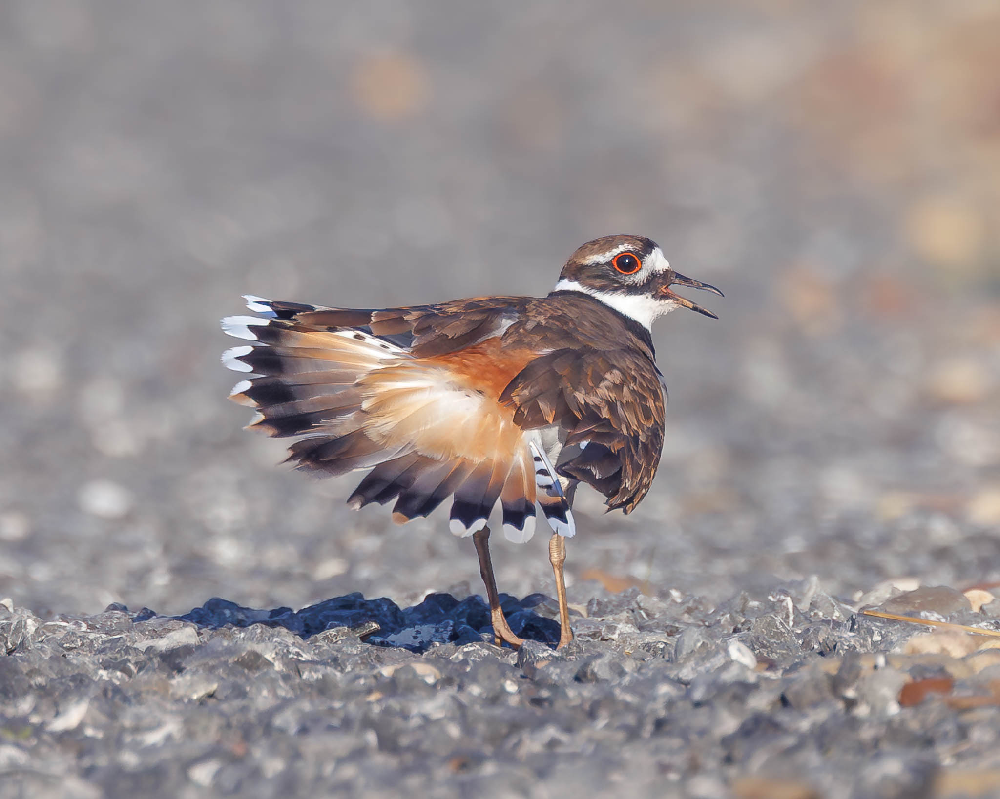 Pennsylvania