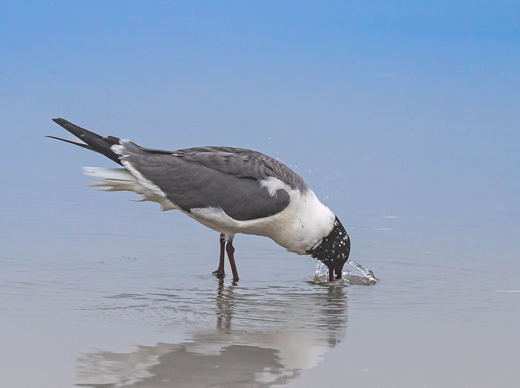 Delaware