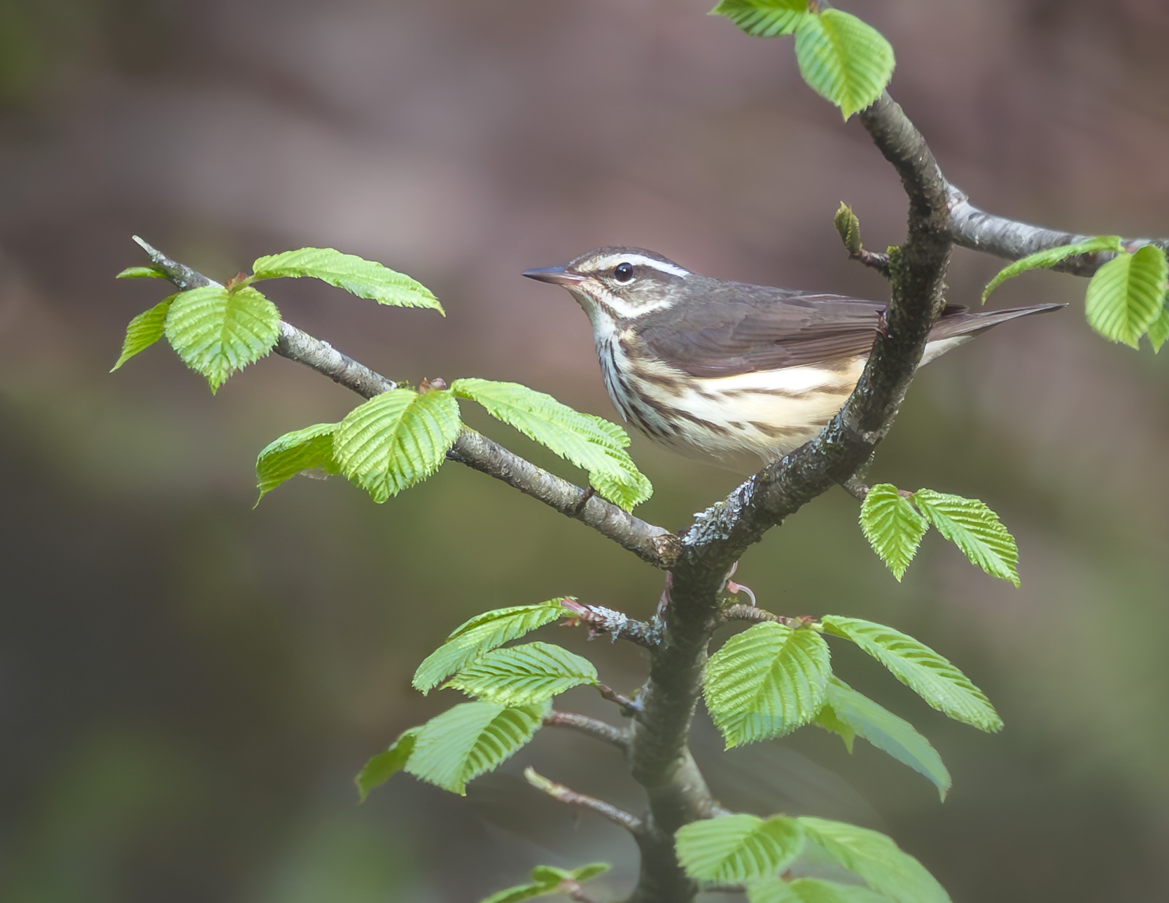 Louisiana Waterthrush