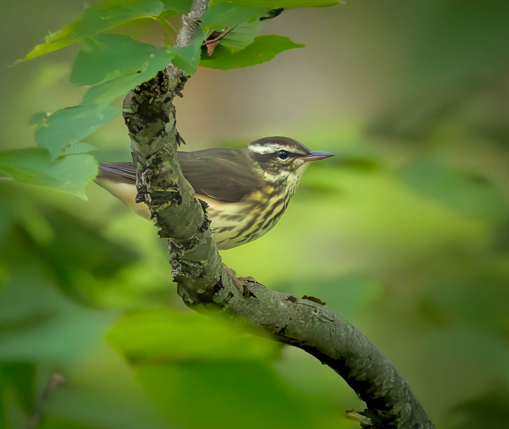 Louisiana Waterthrush