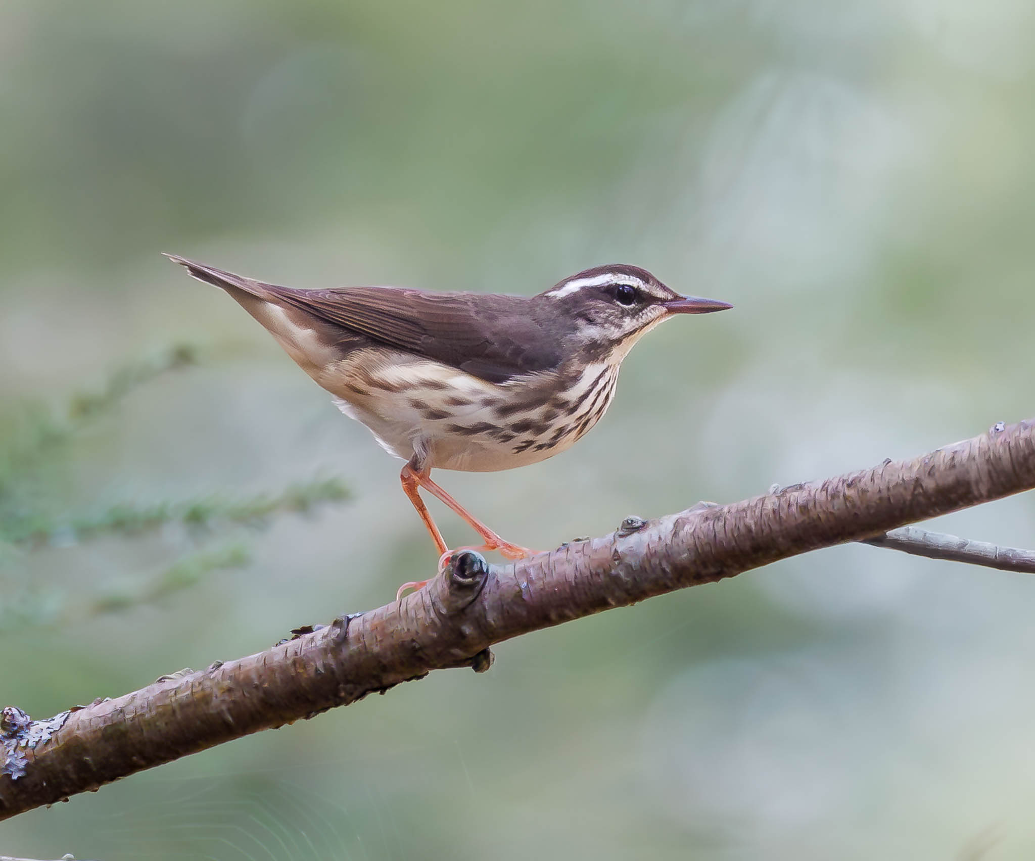 Louisiana Waterthrush