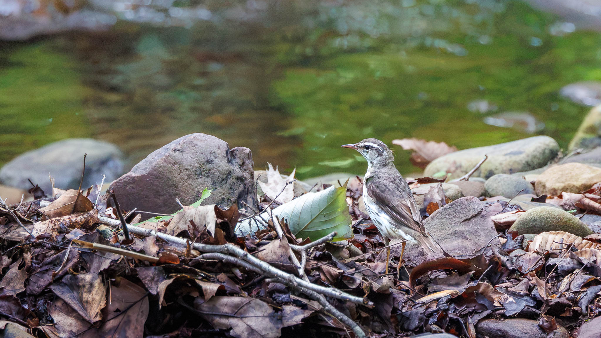 Ricketts Glen