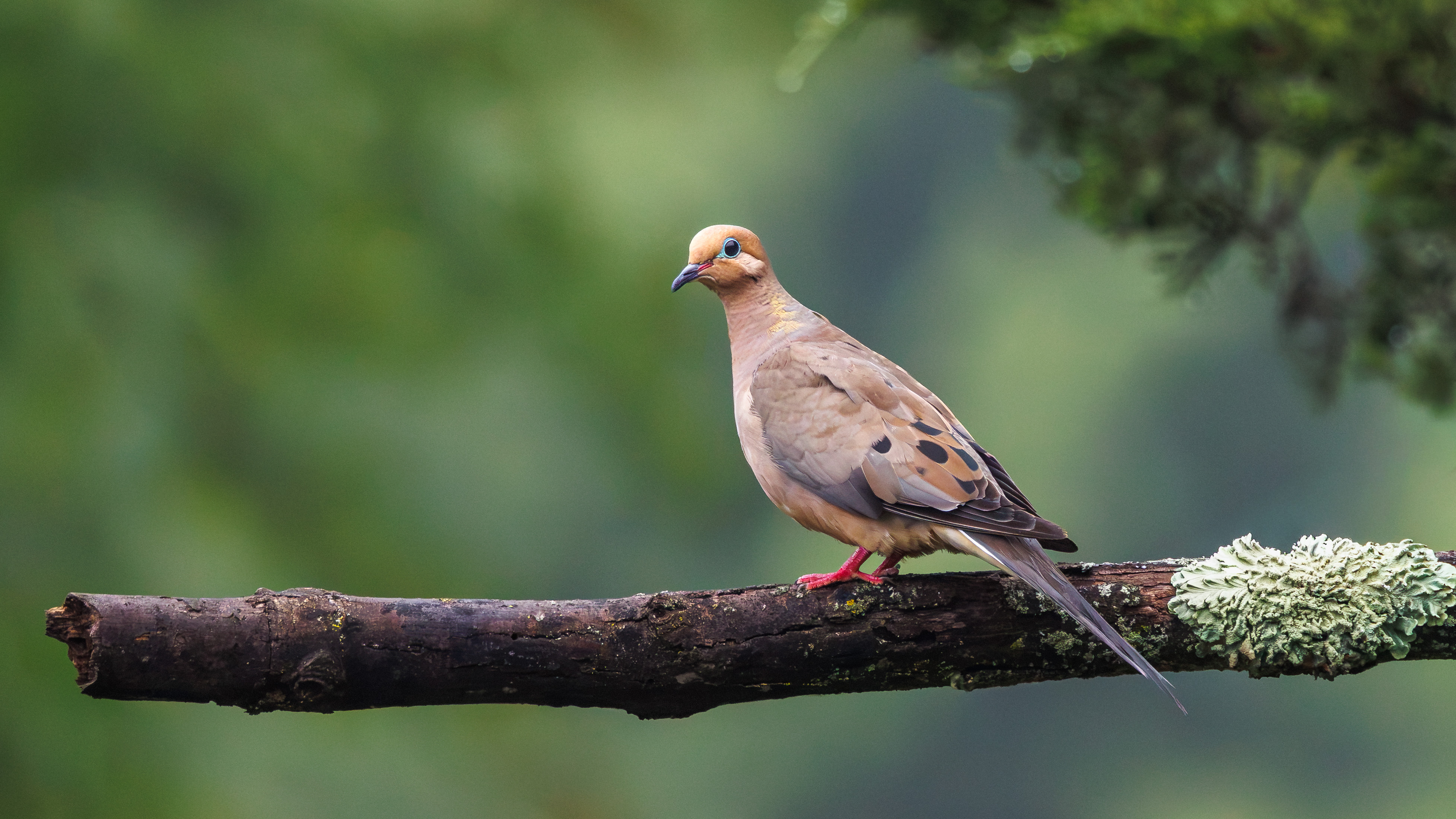 Mourning Dove