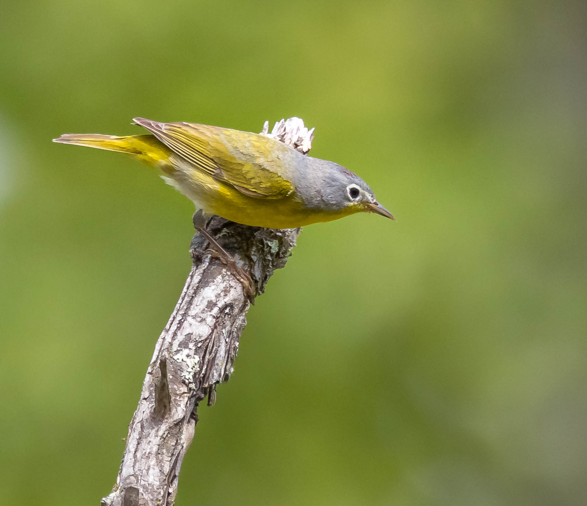 Nashville Warbler