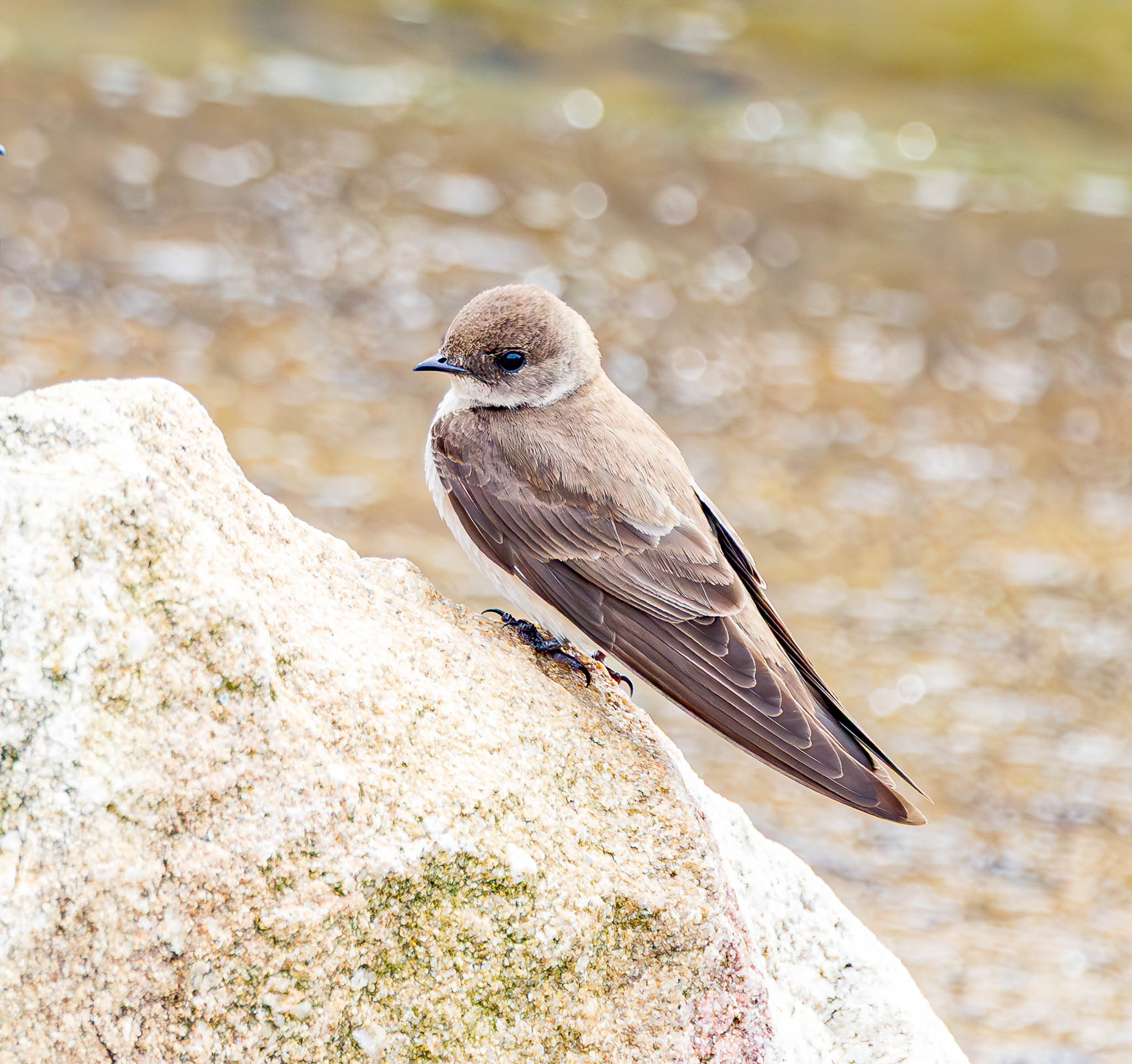 Northern Rough-winged Swallow