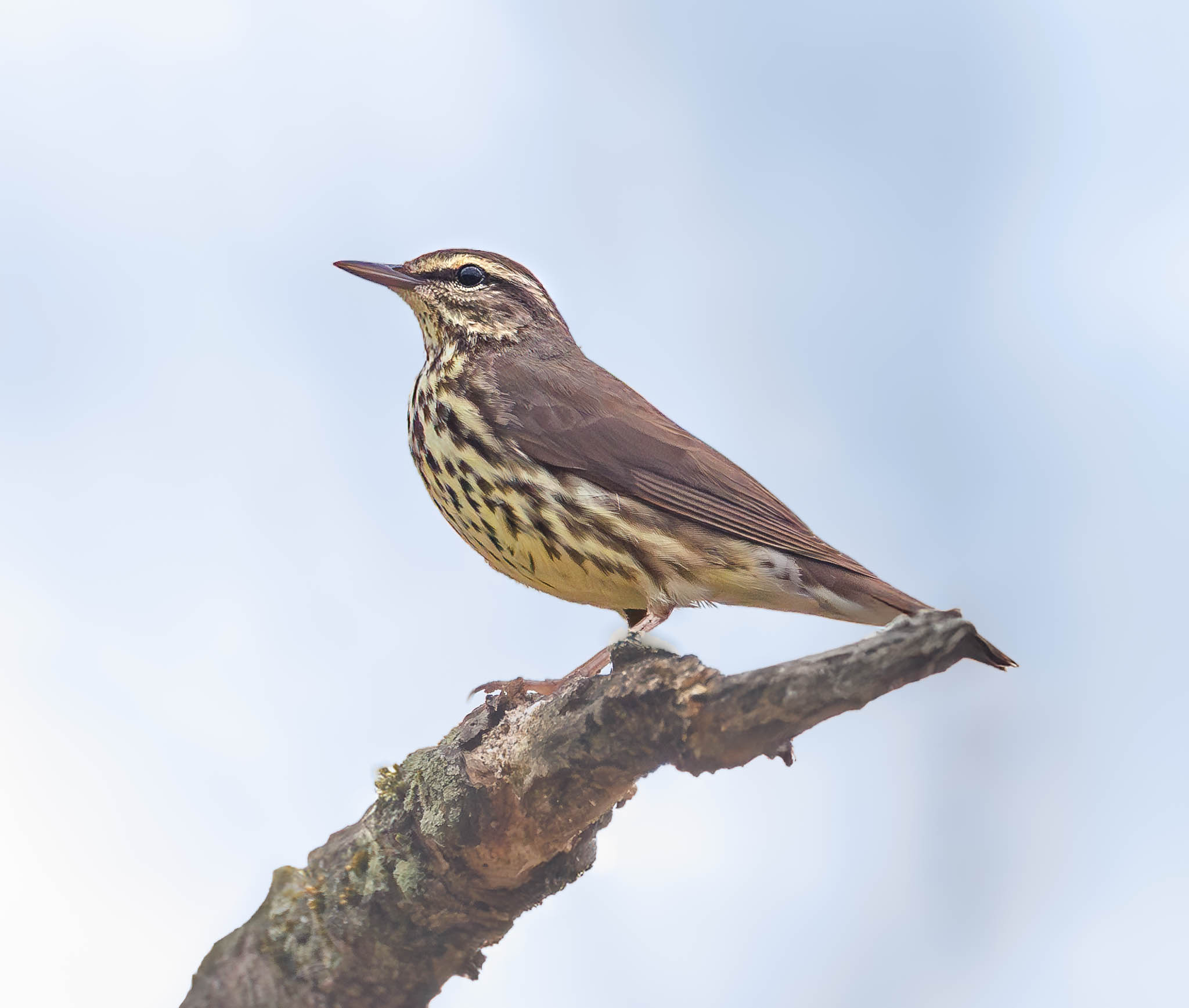 Northern Waterthrush