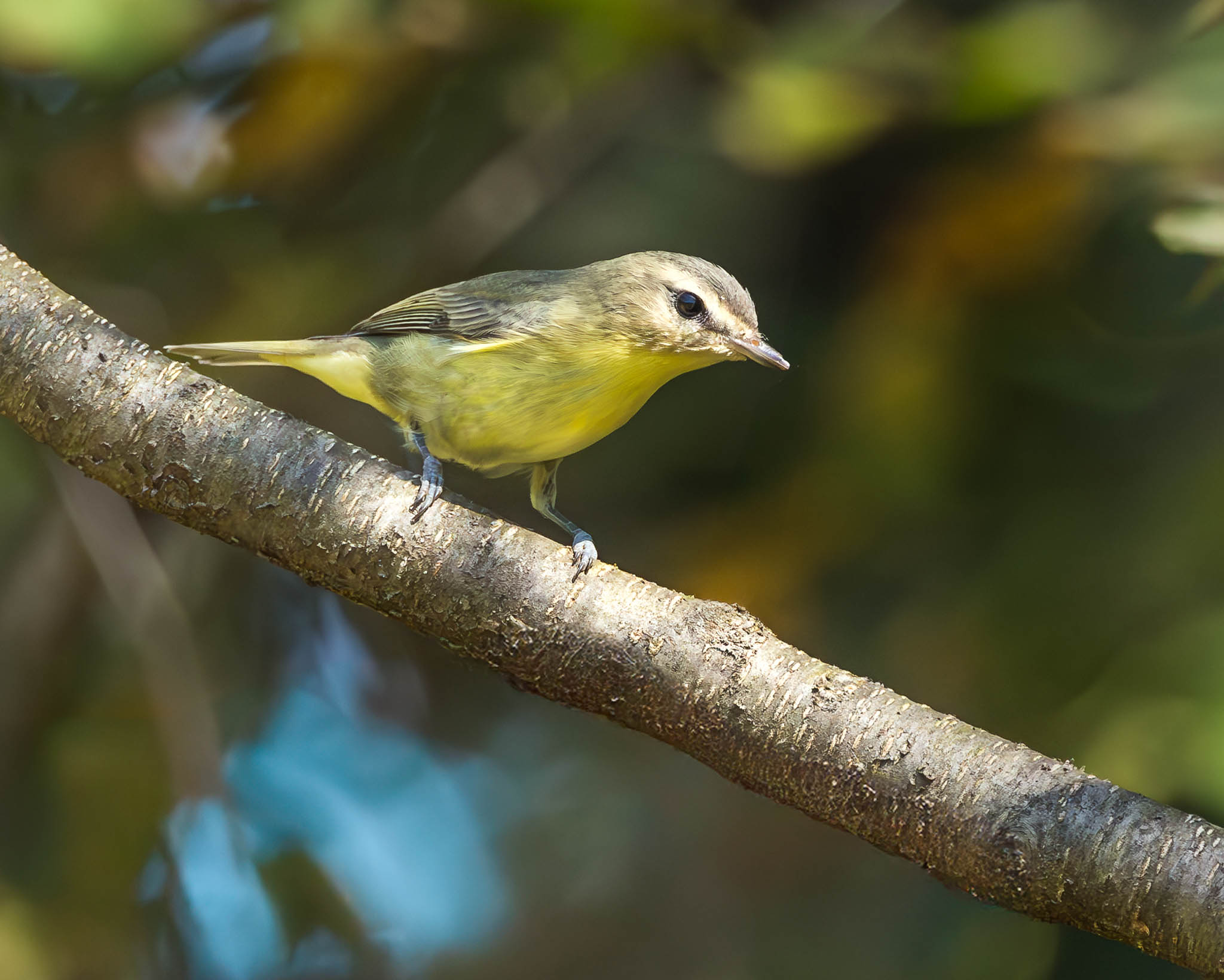 Nescopeck