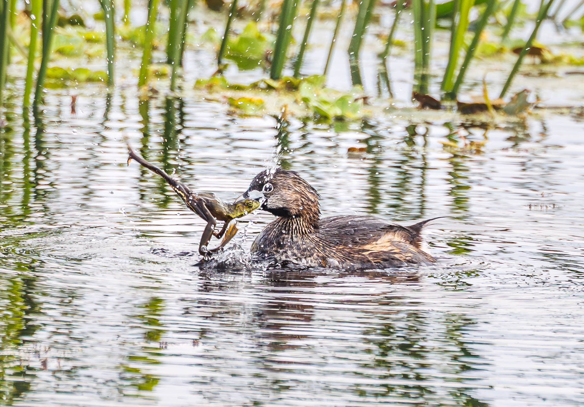Orlando Wetlands, Florida