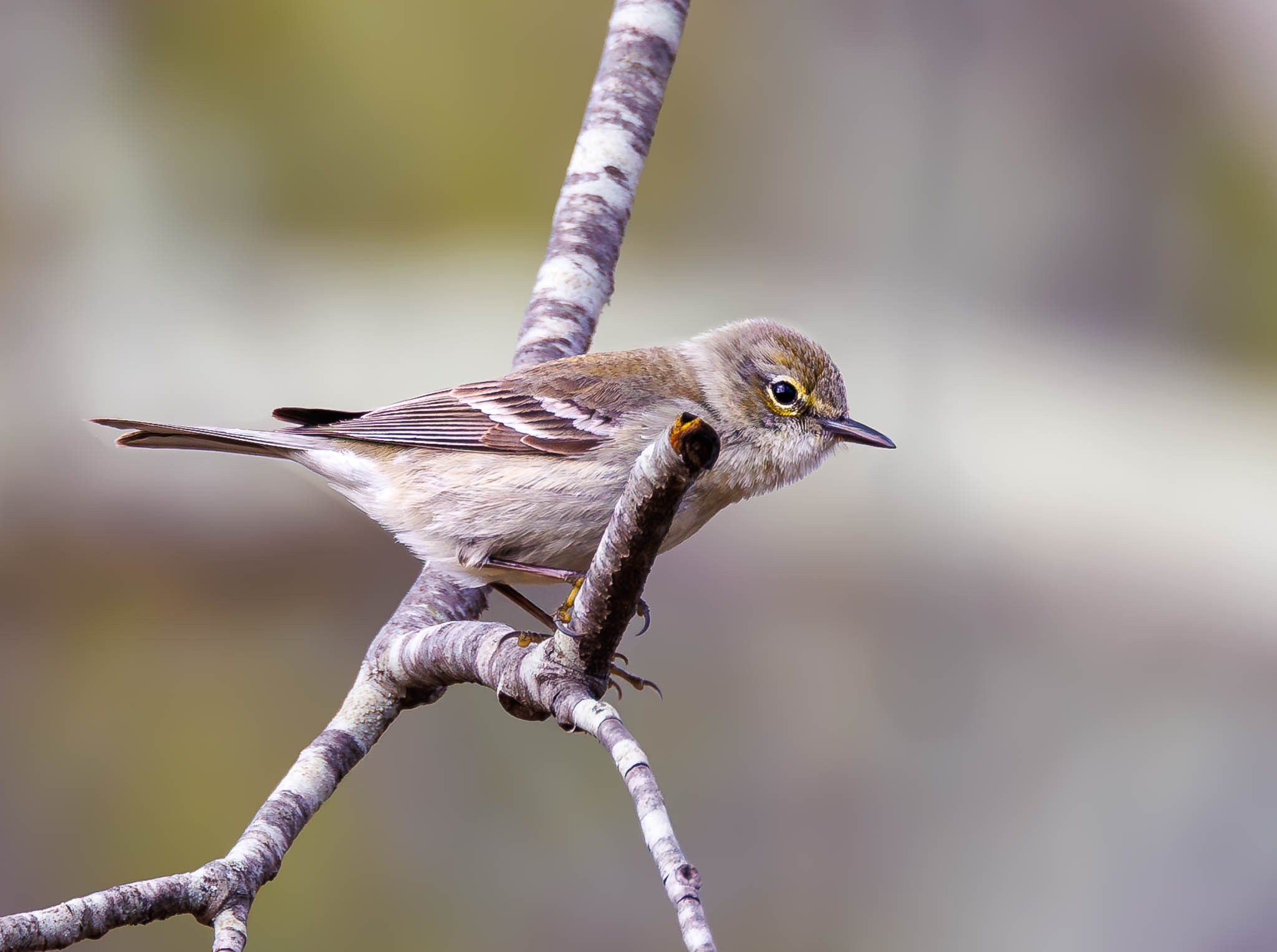 Pine Warbler