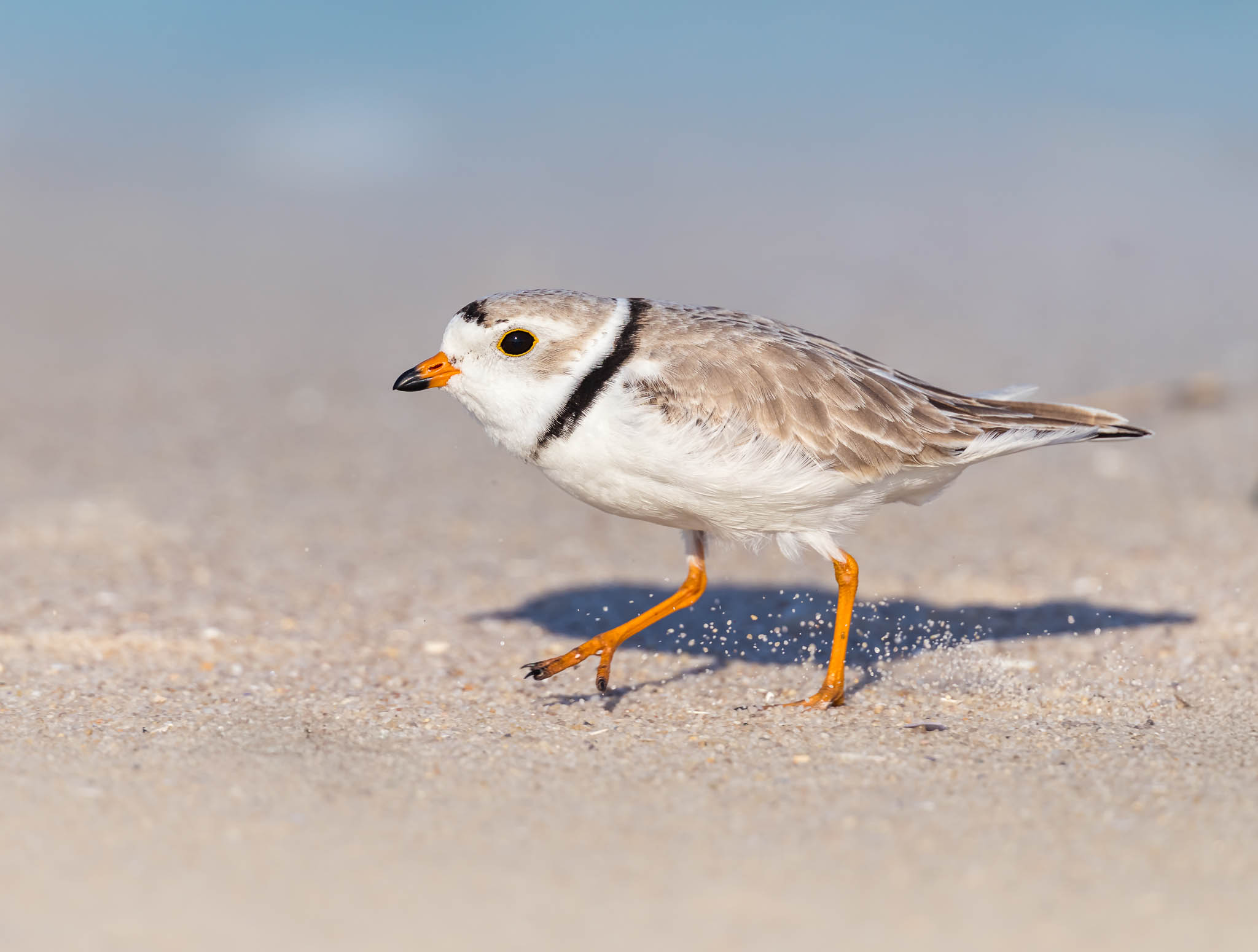 Barnegat