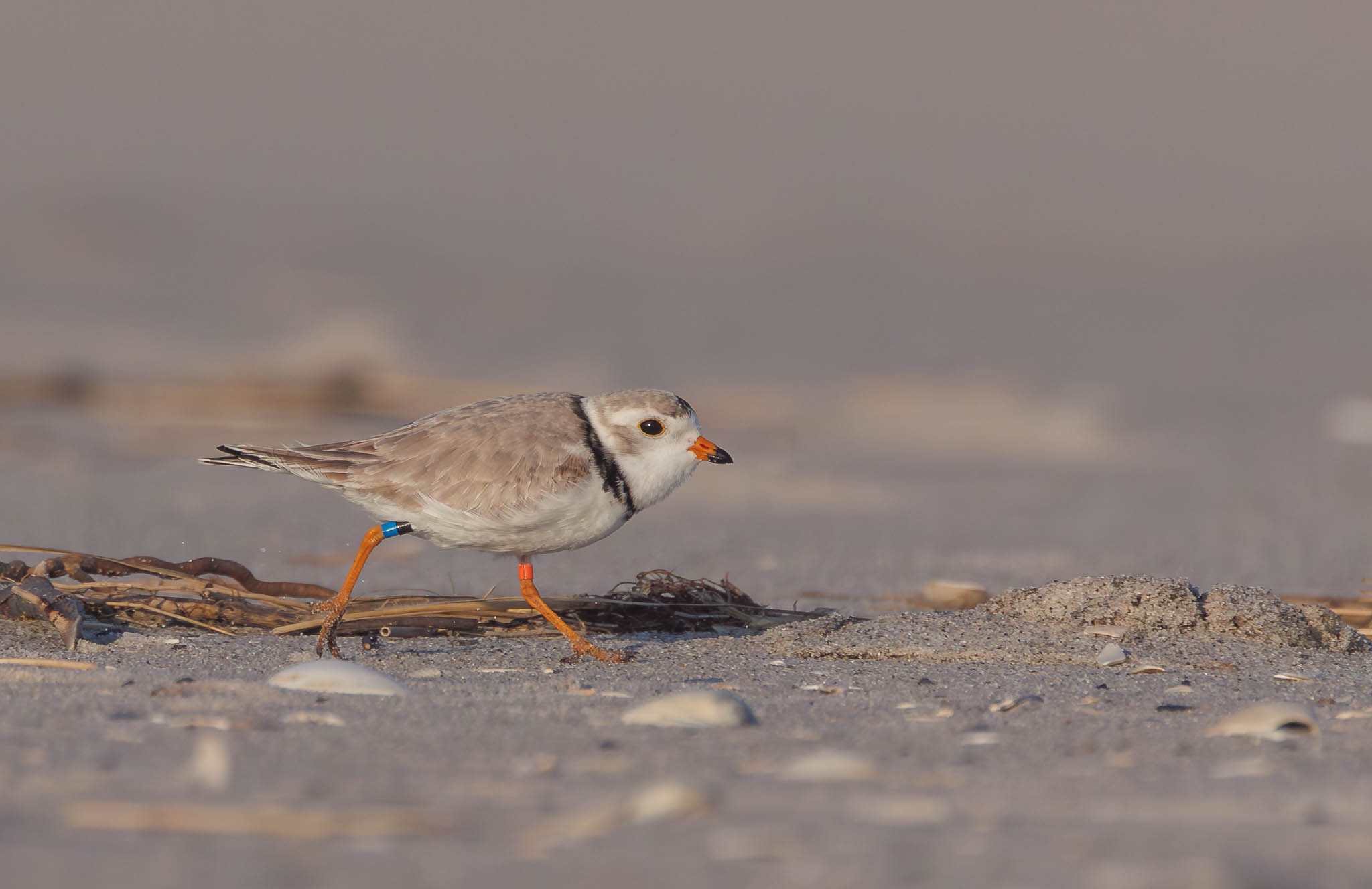 Barnegat