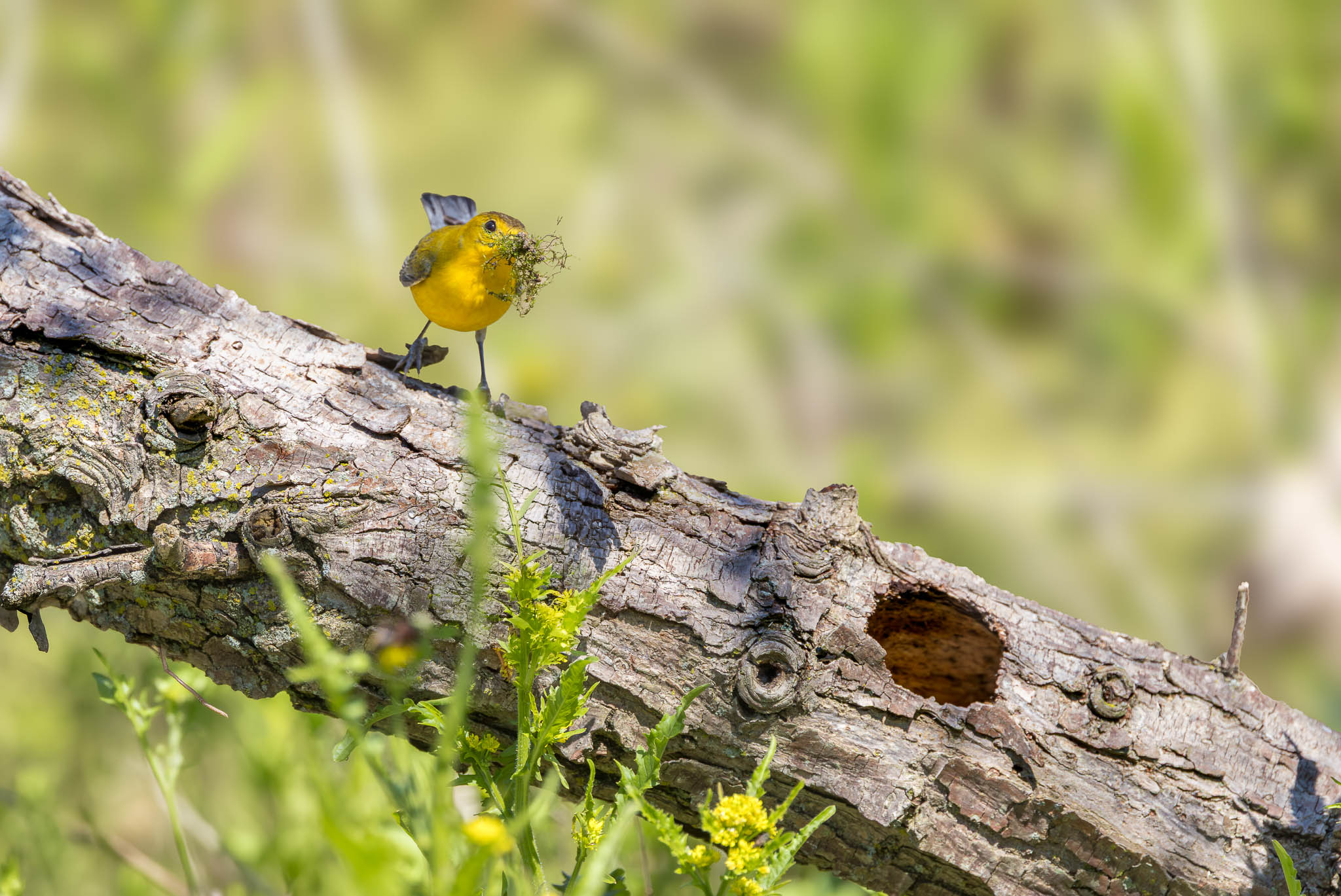 Magee Marsh