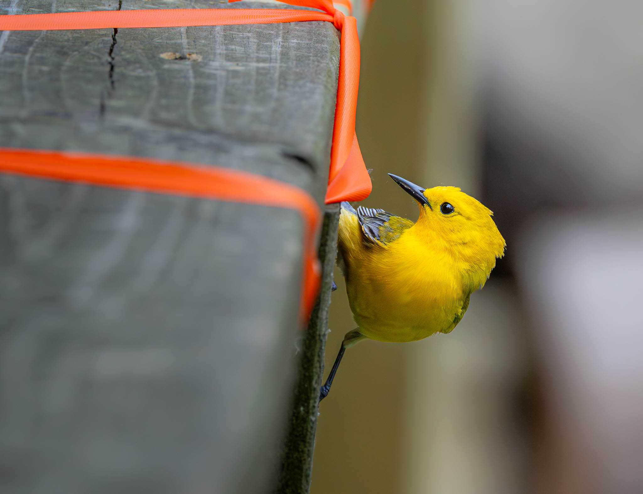 Magee Marsh