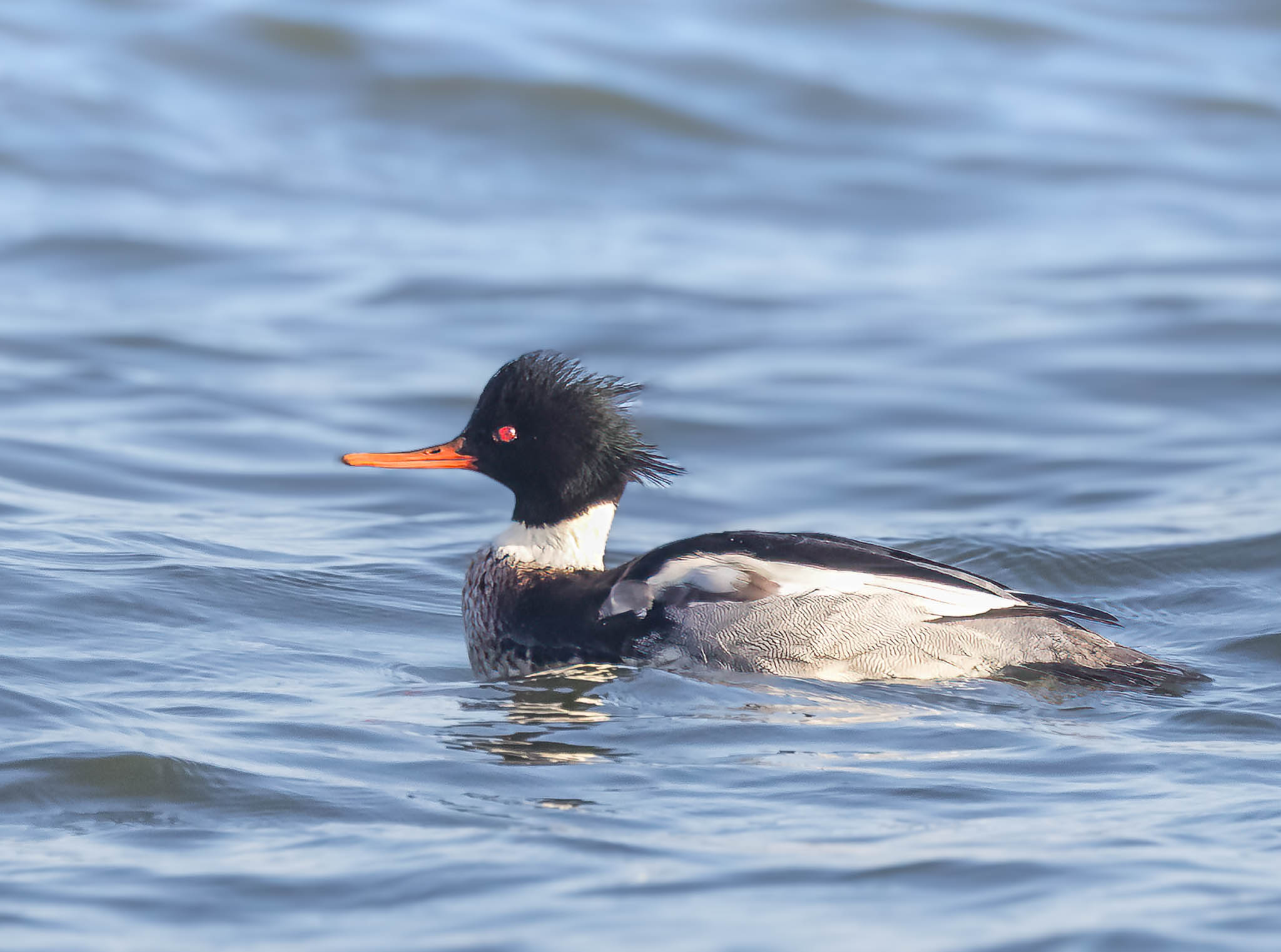 Barnegat