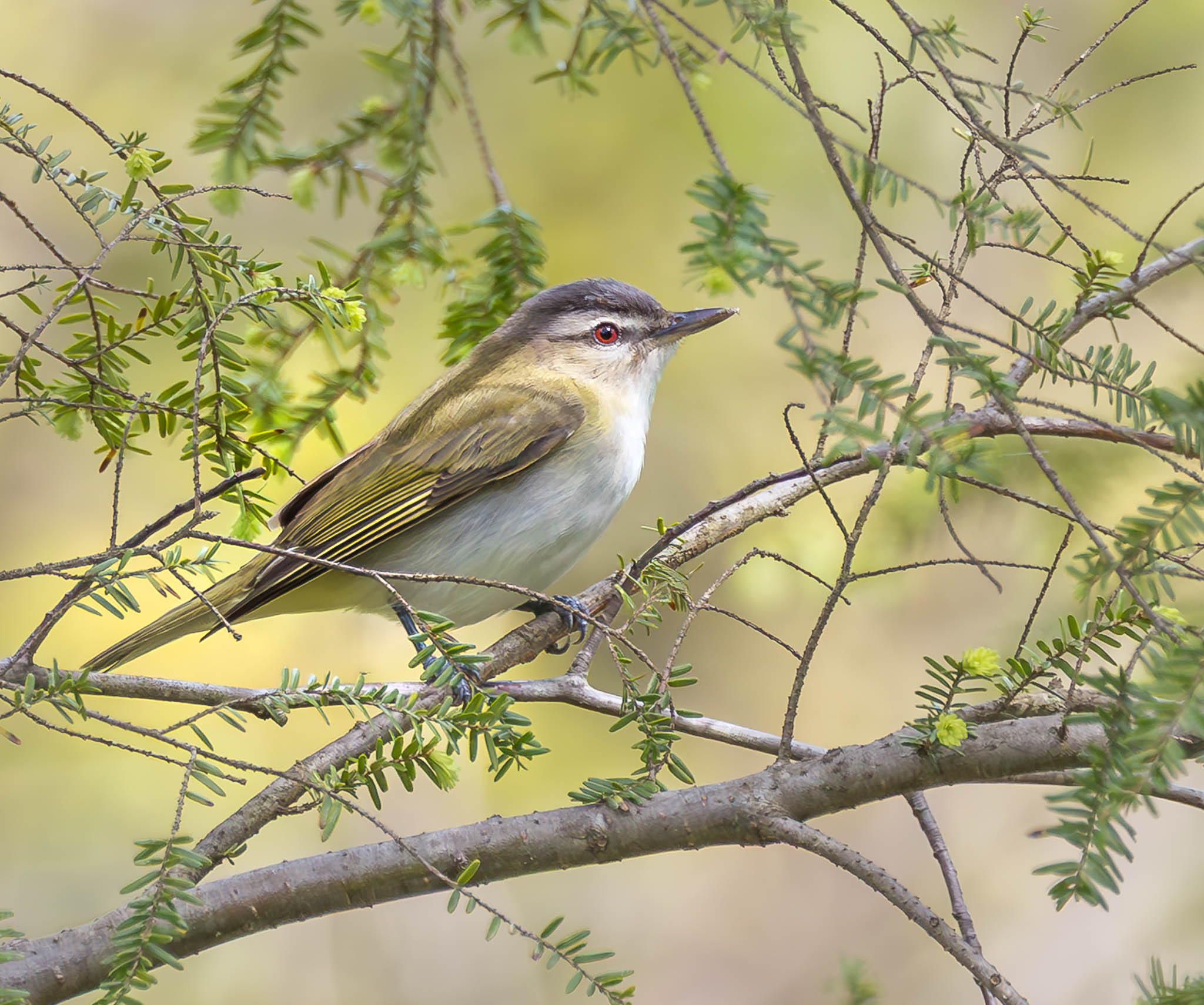 Red-eyed Vireo