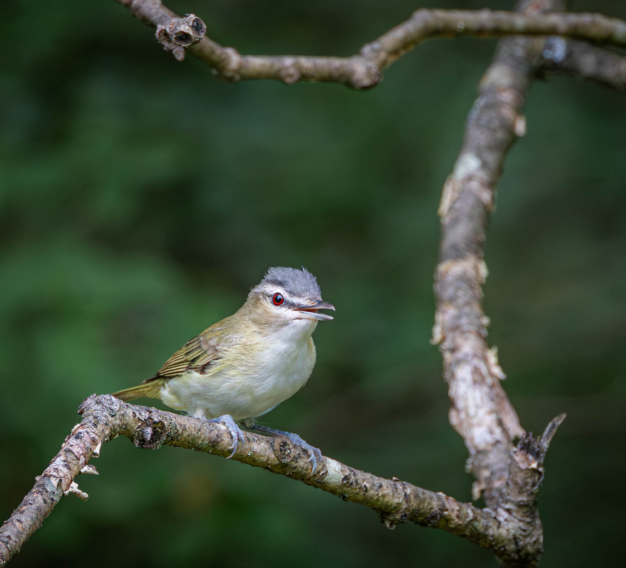 Nescopeck