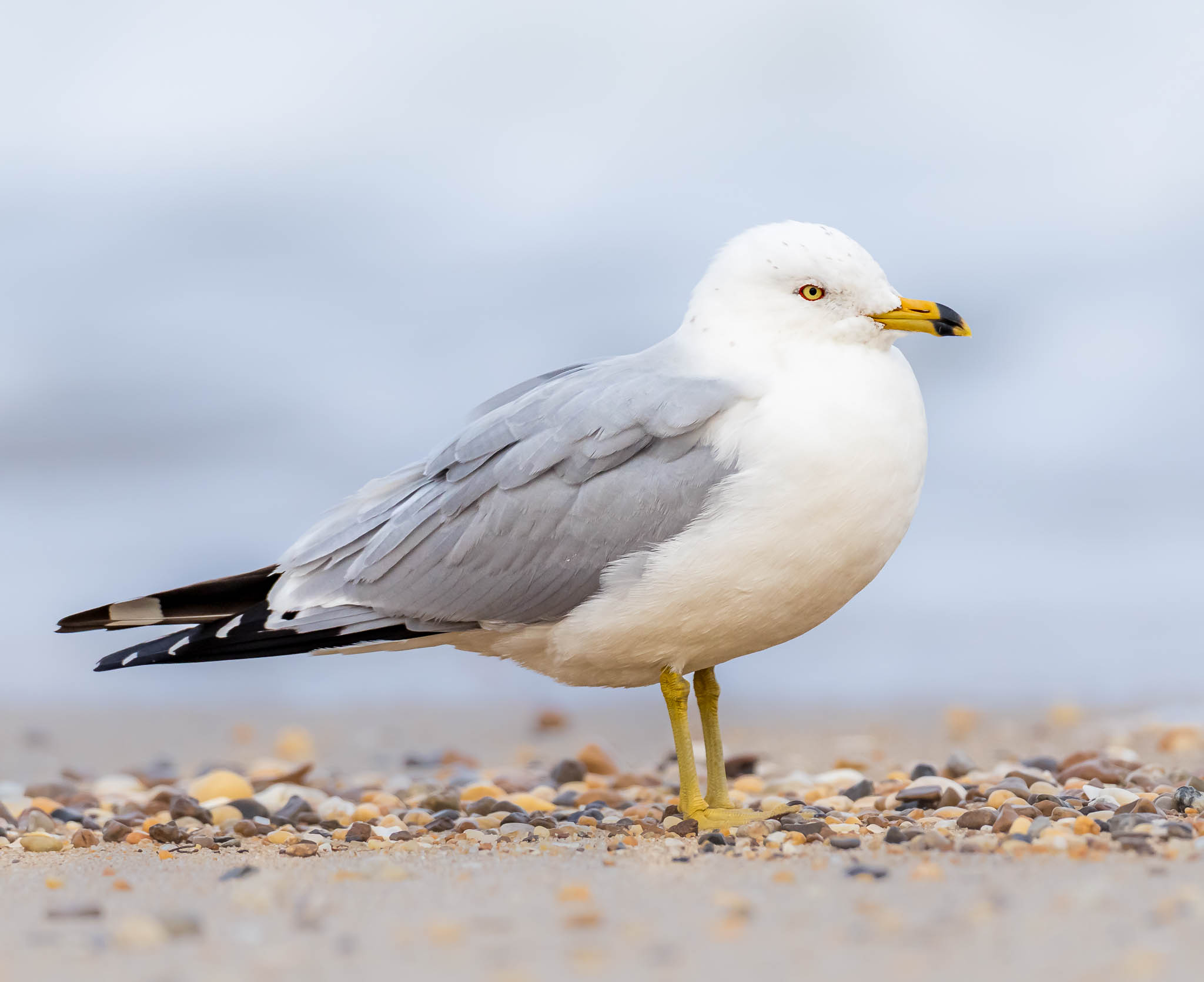 Cape Henlopen1