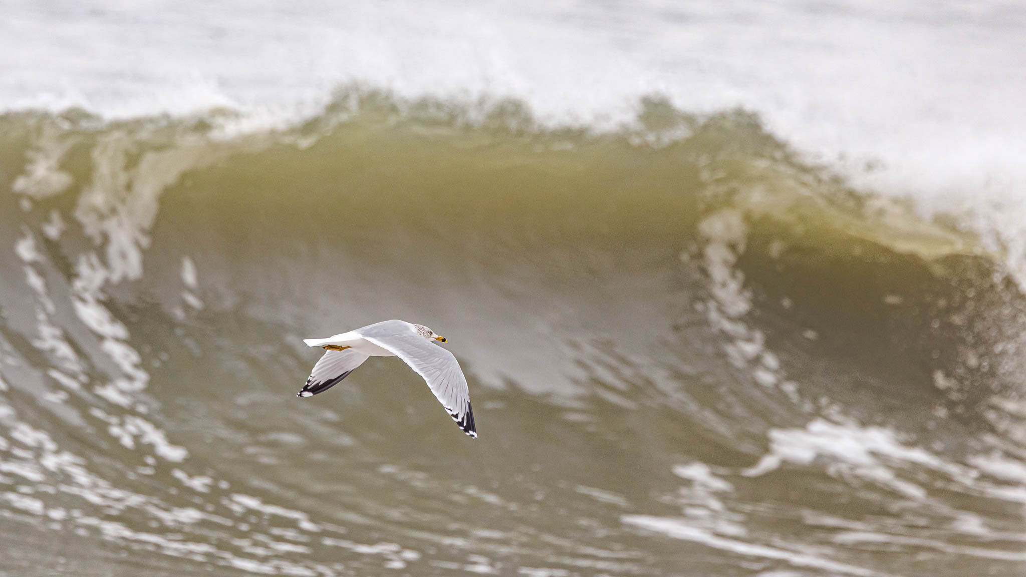 Cape Henlopen3