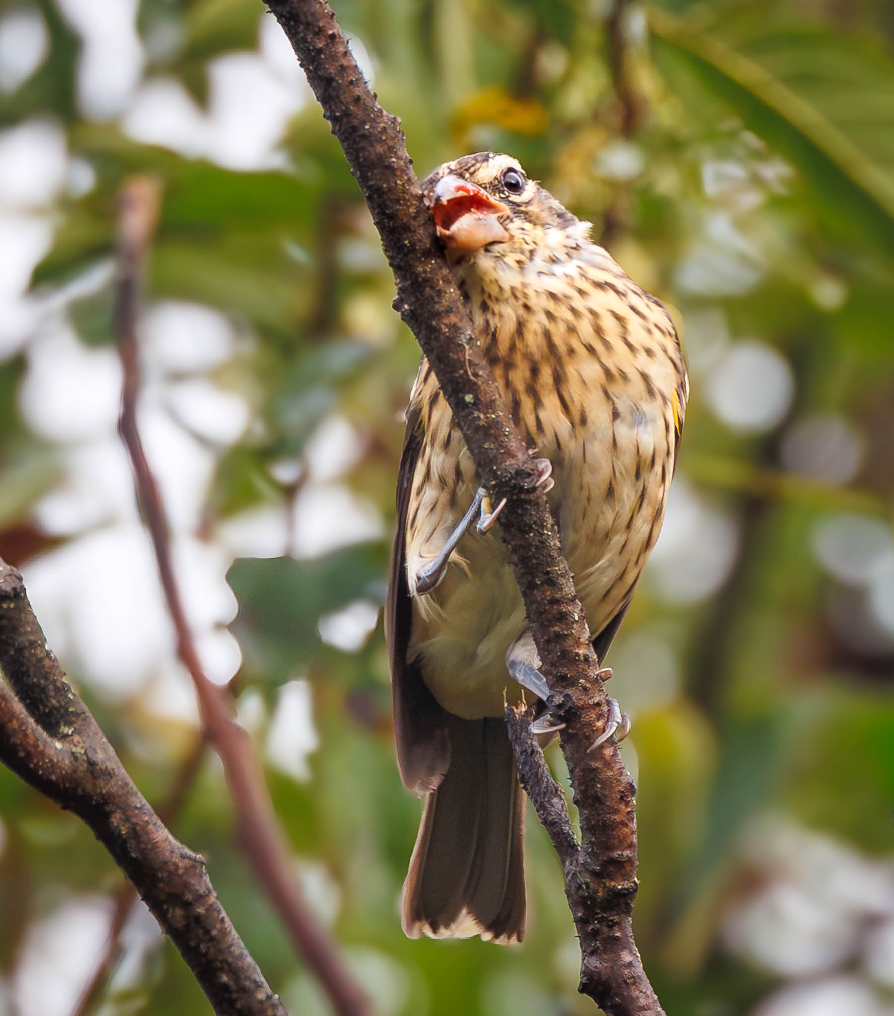 Nescopeck 2