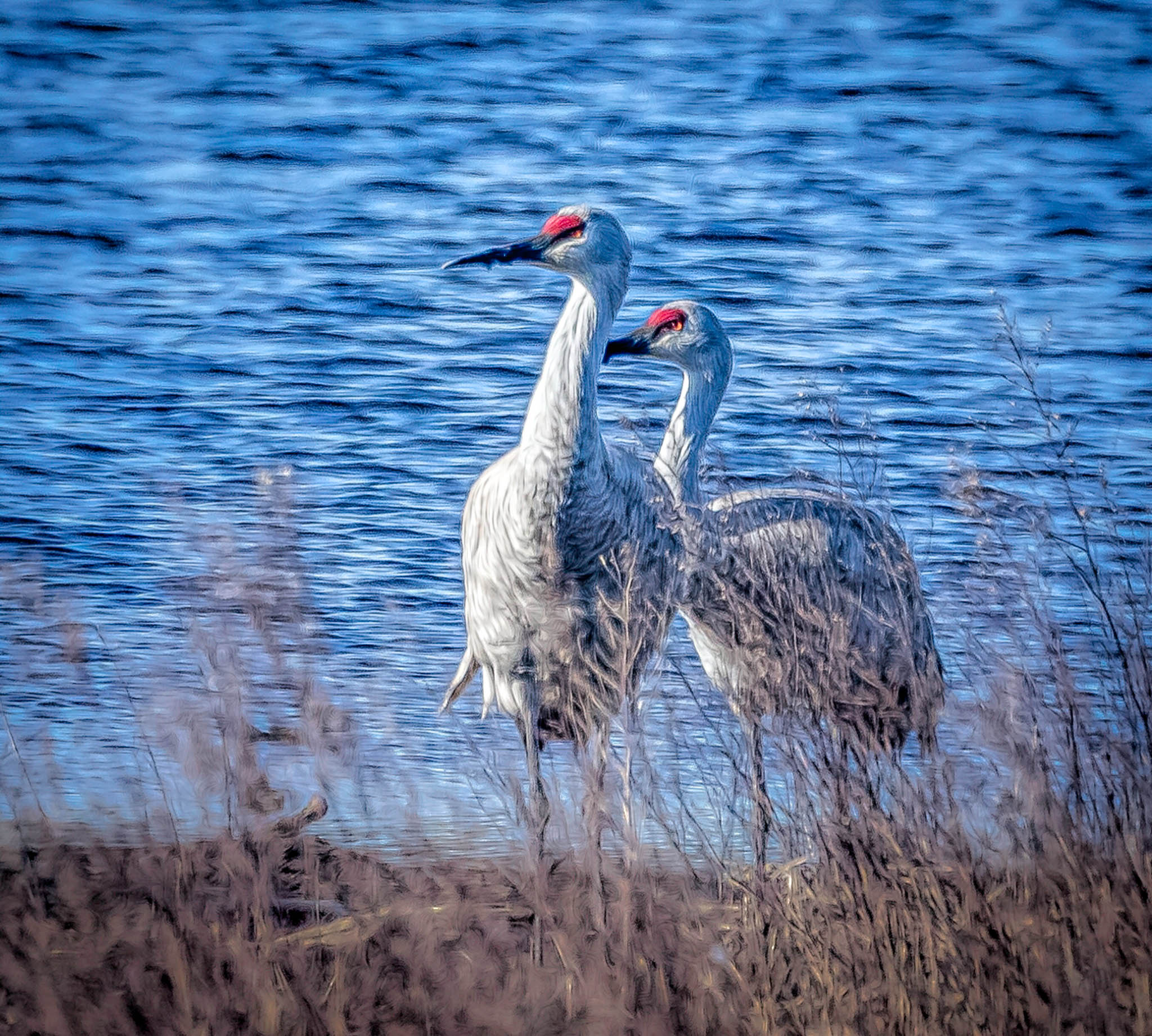 Bombay Hook 3