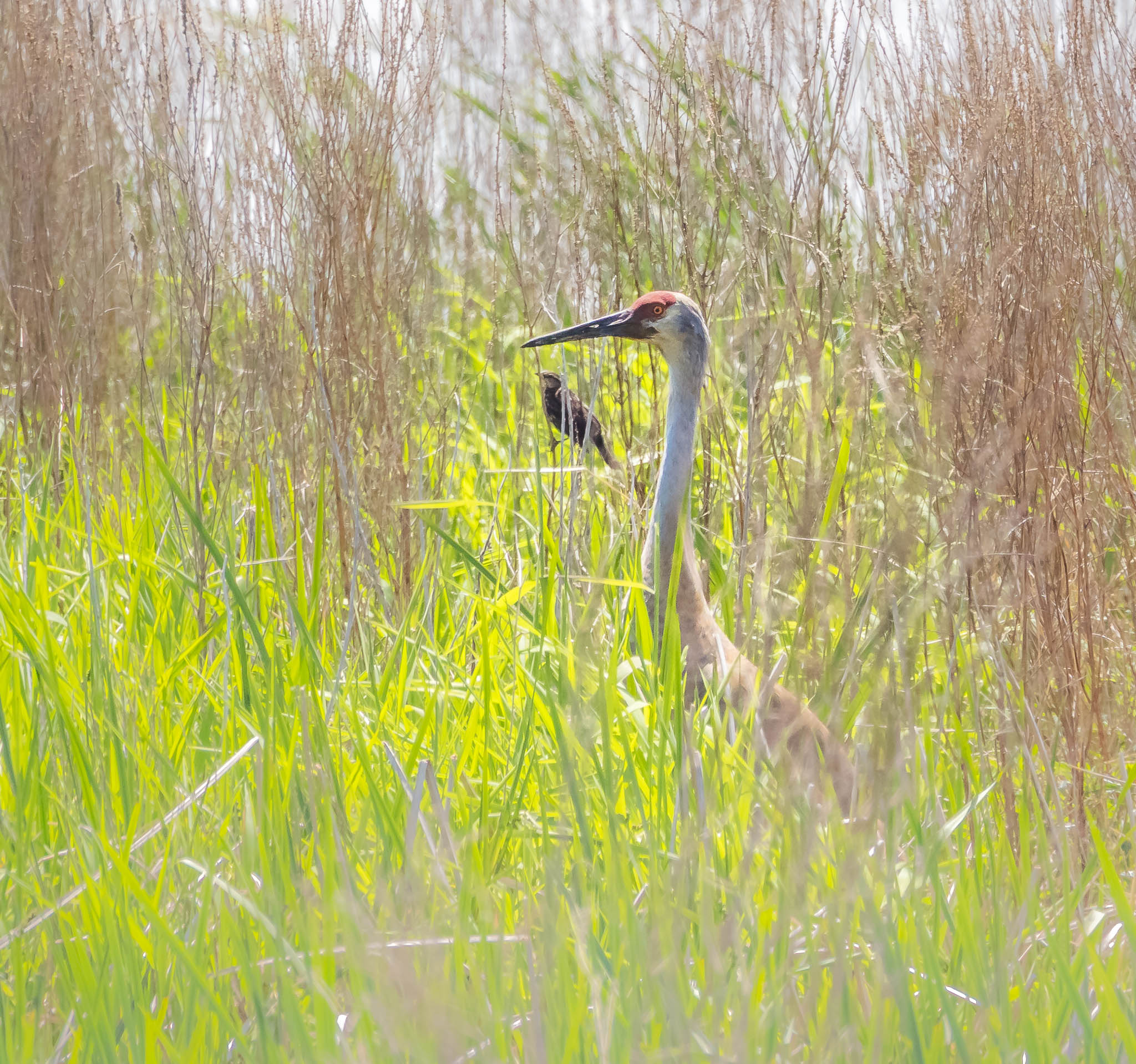 Metzger Marsh