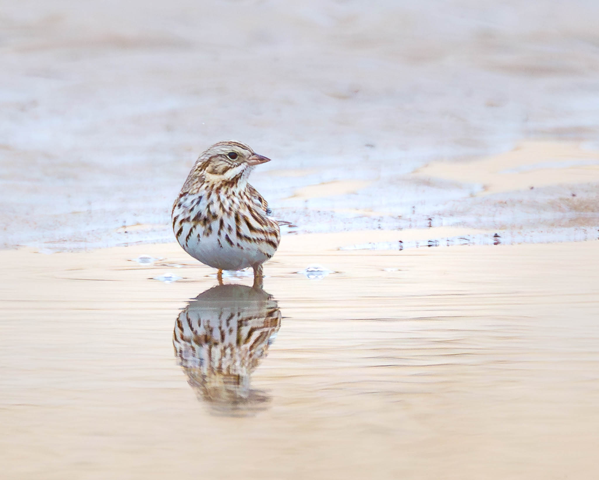Cape Henlopen 5