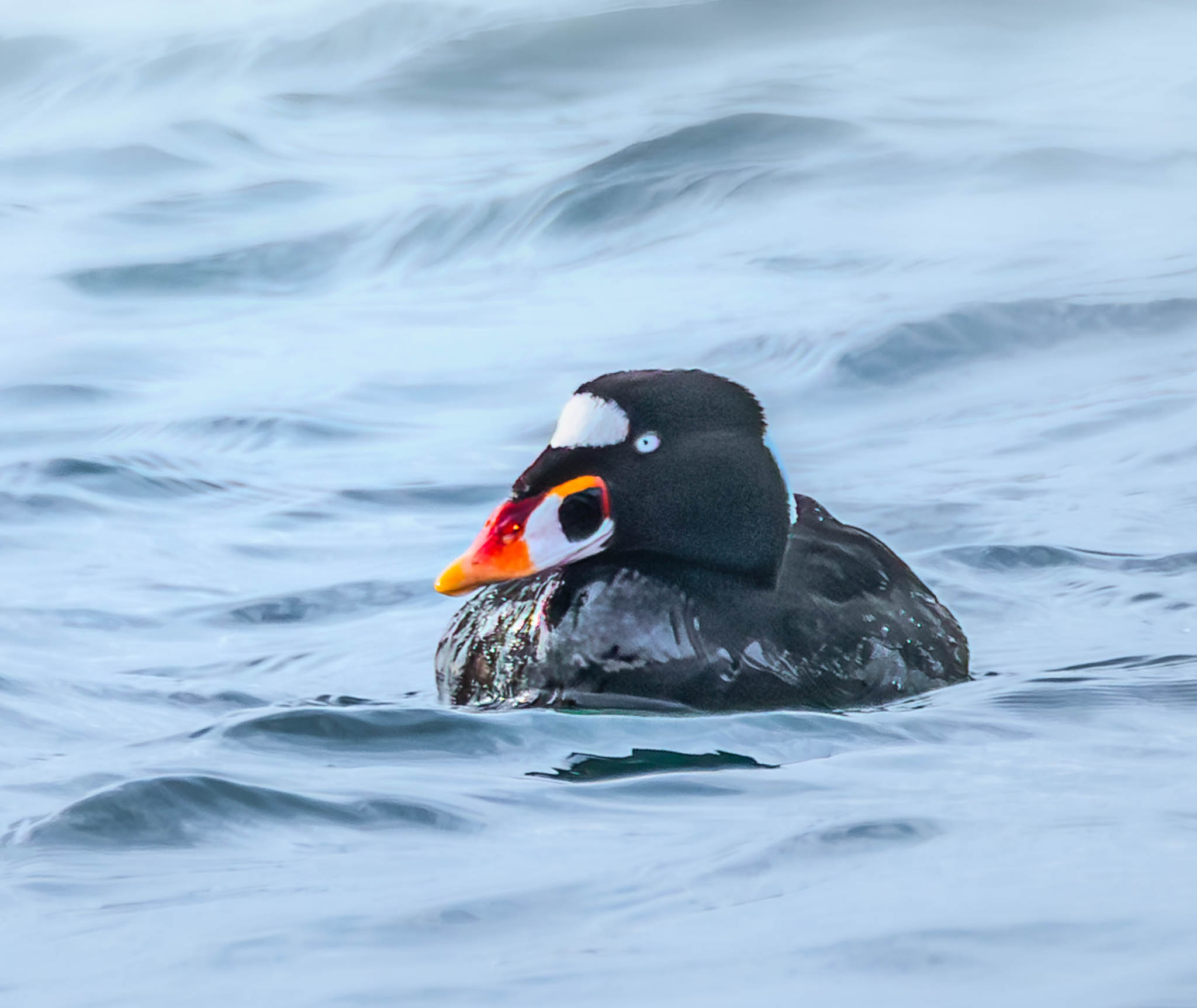 Barnegat 2