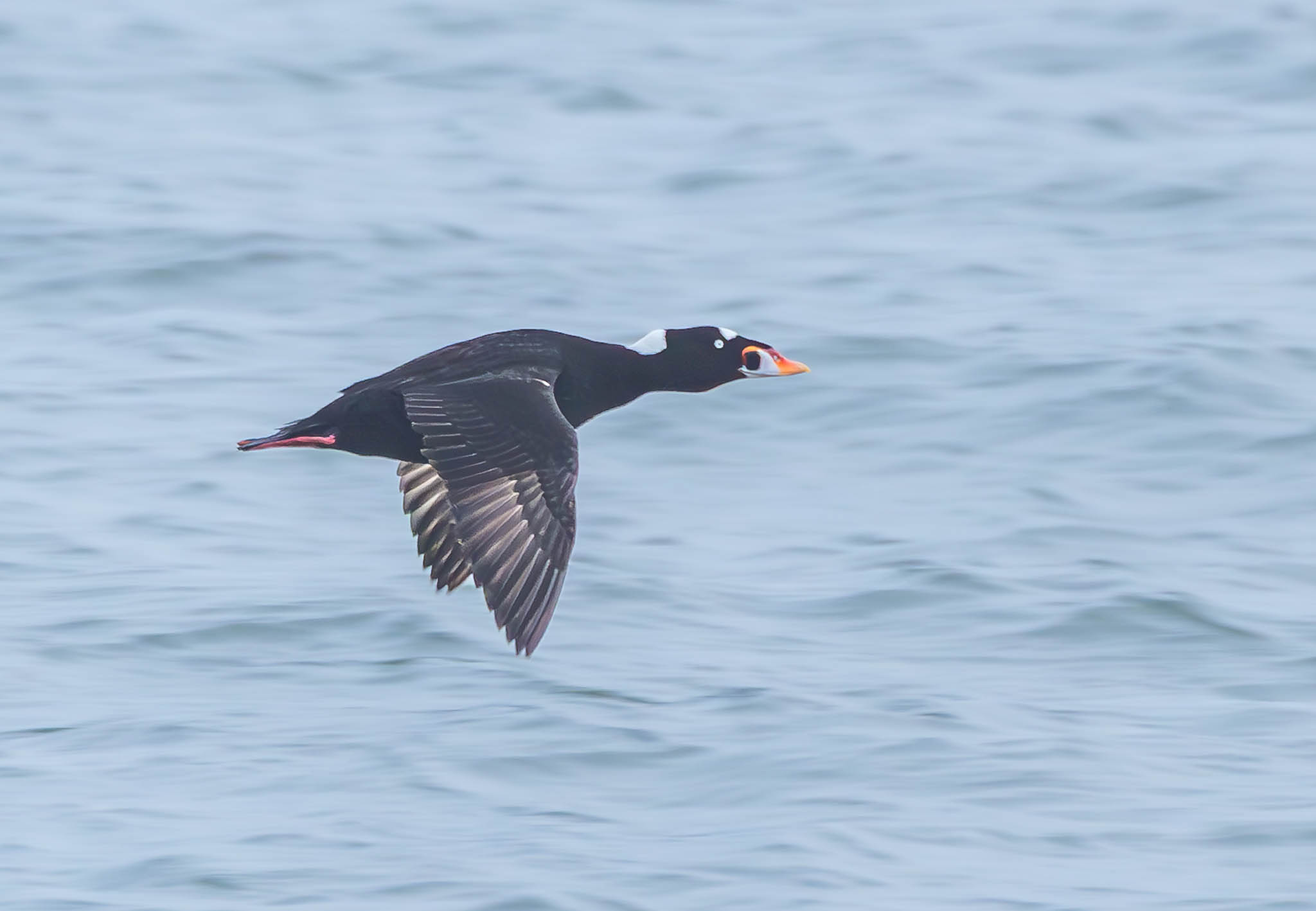 Barnegat 4