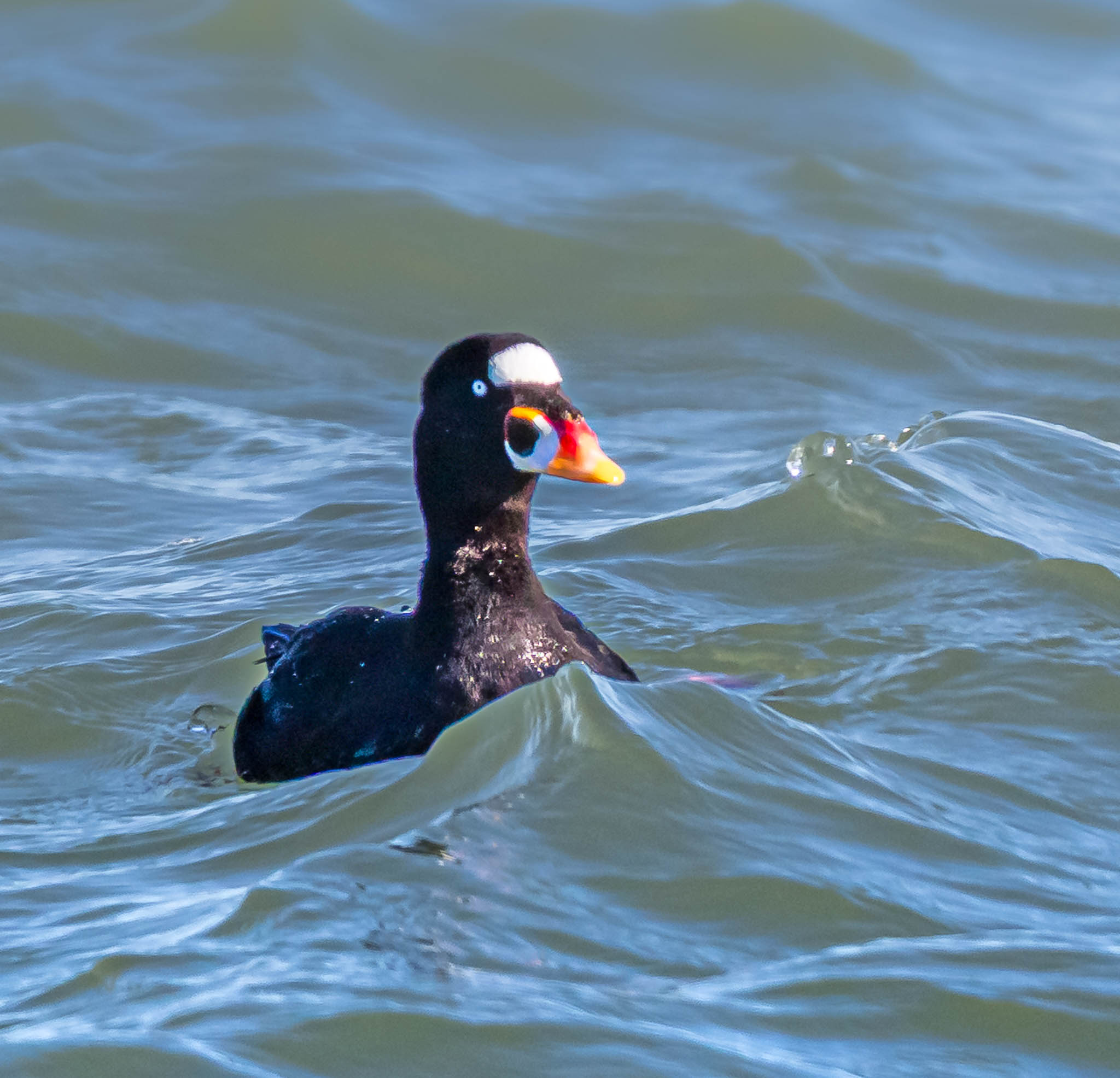 Ocean City Inlet 2